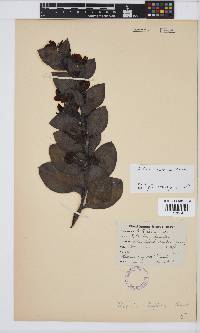 Rafnia triflora image