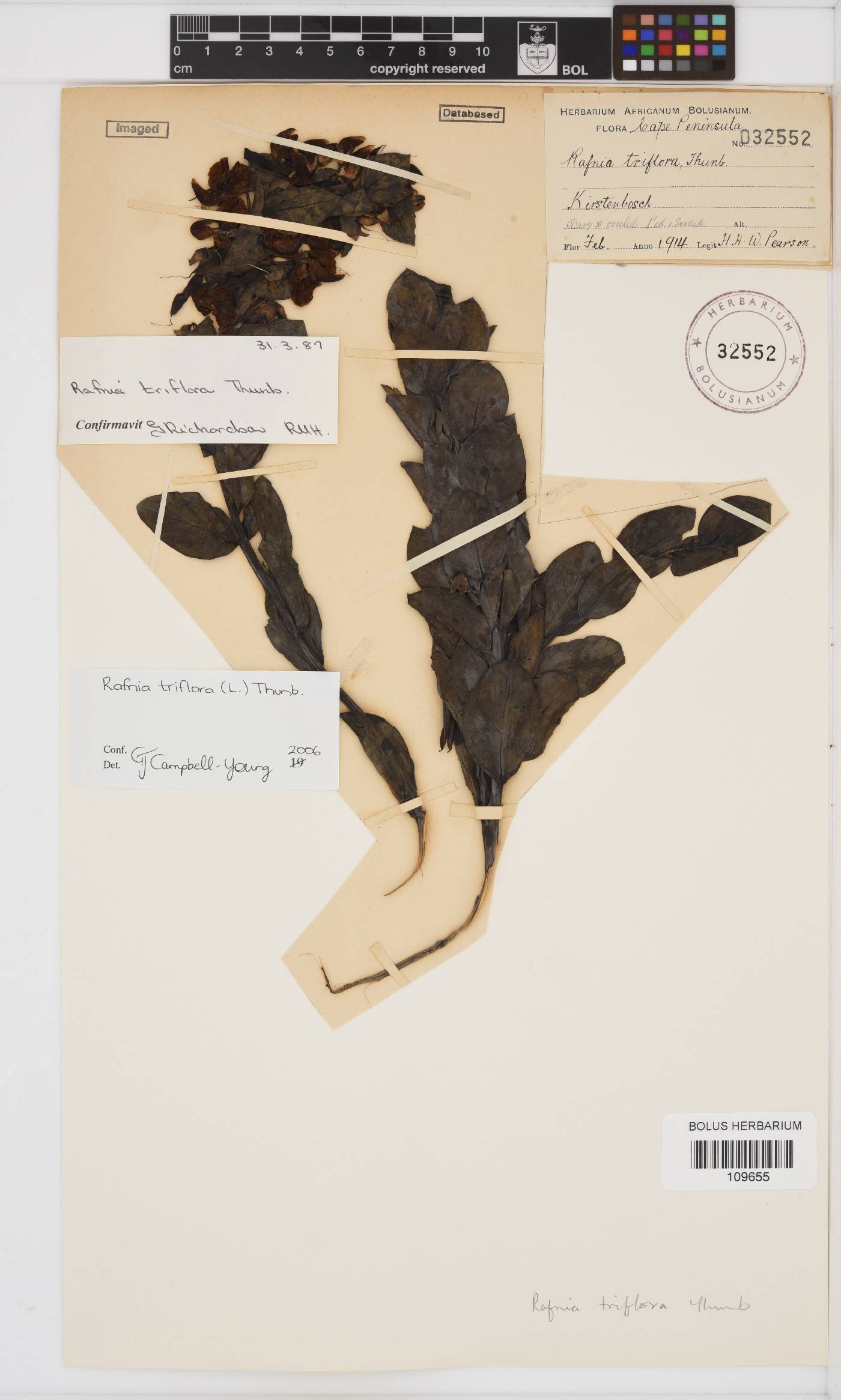 Rafnia triflora image