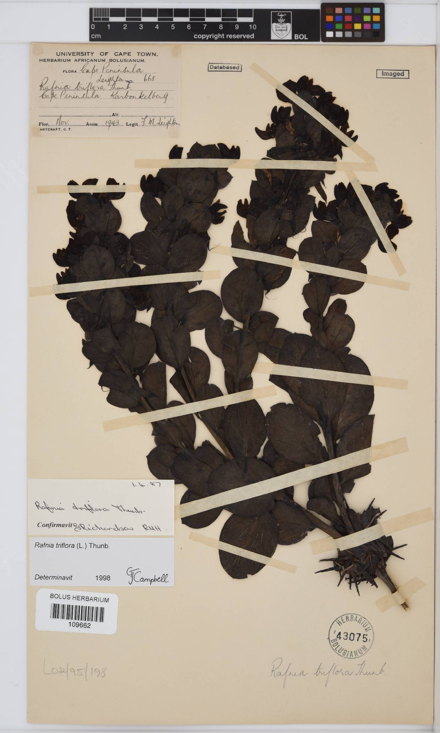 Rafnia triflora image