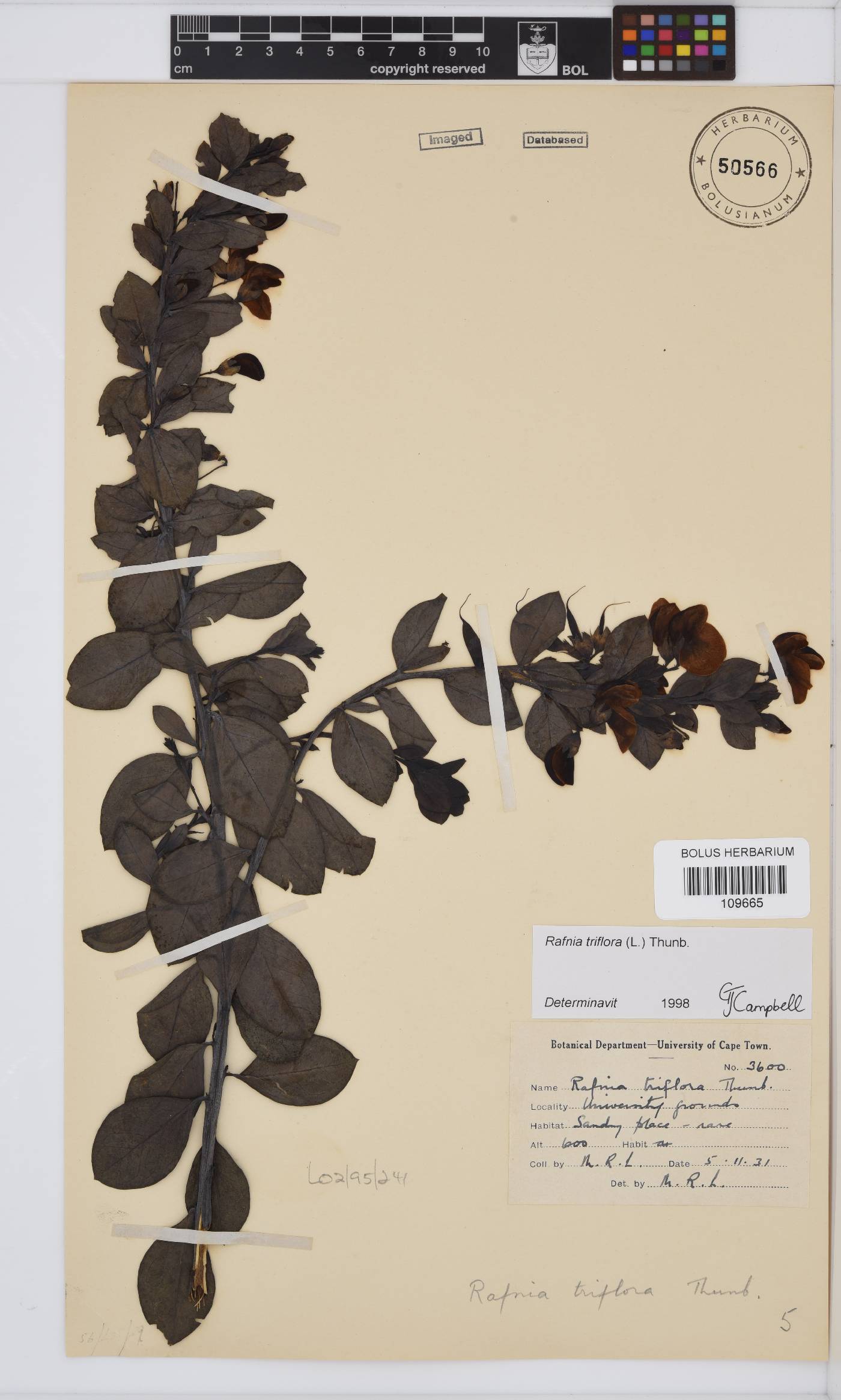 Rafnia triflora image