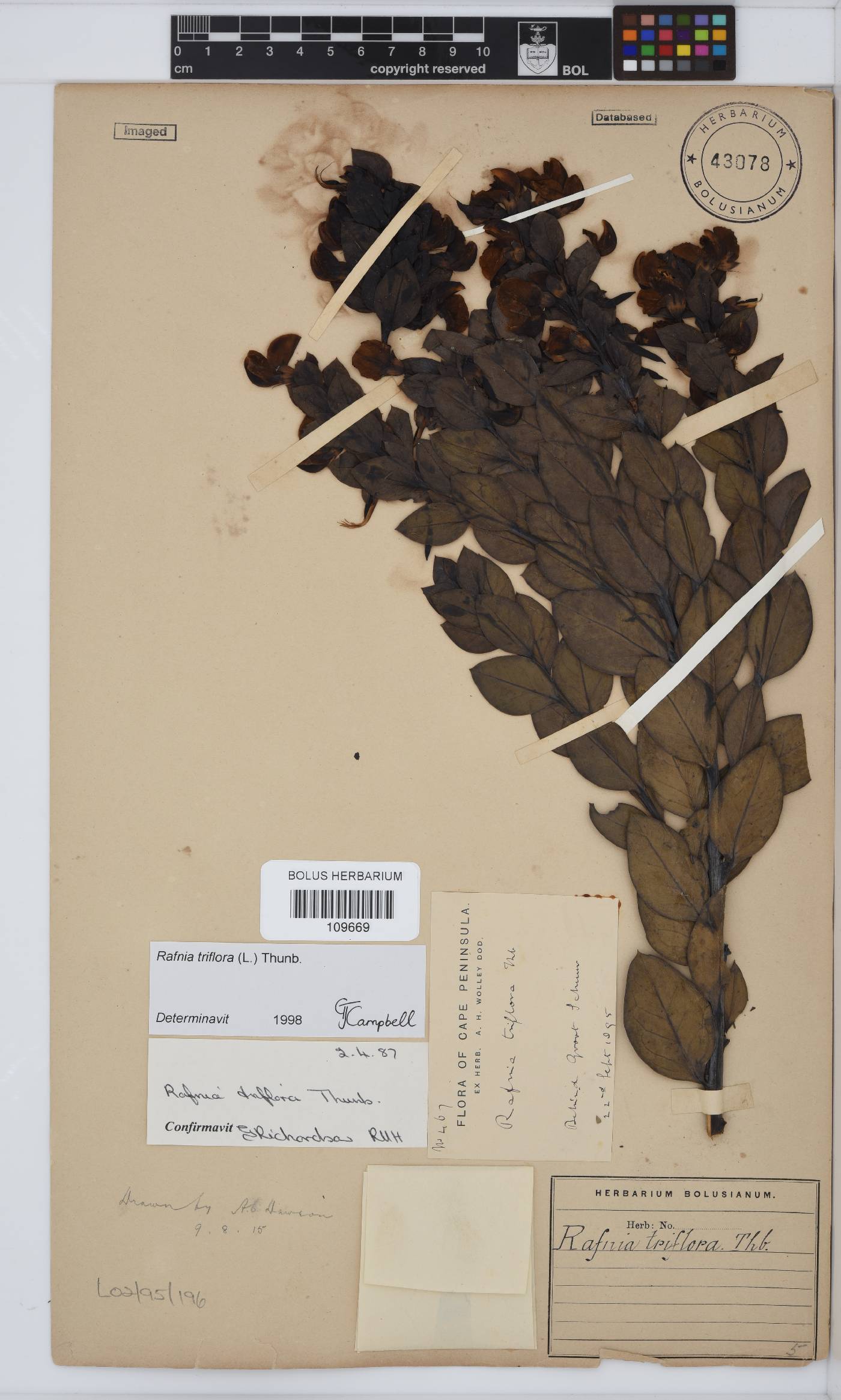 Rafnia triflora image
