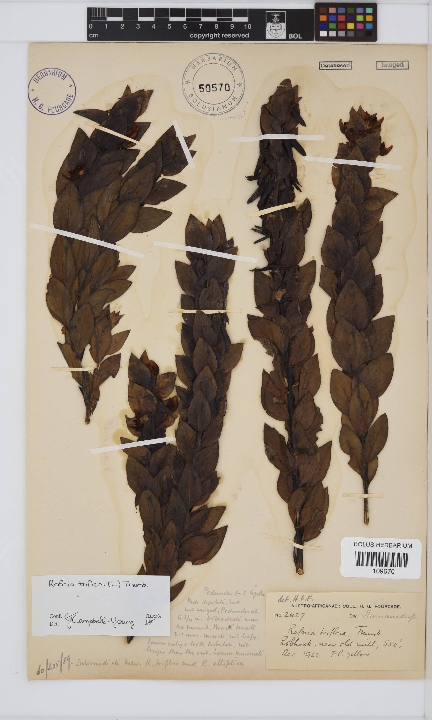 Rafnia triflora image