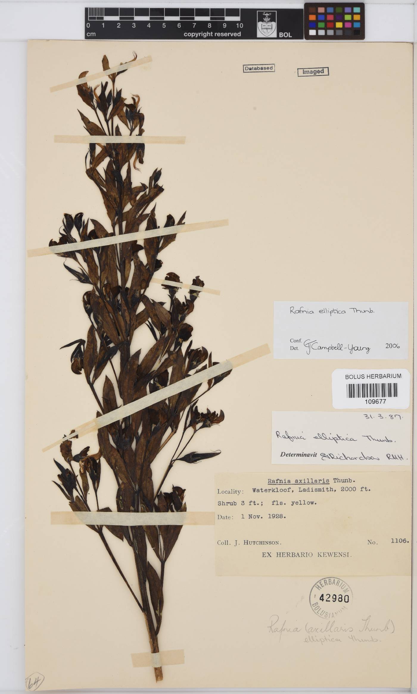 Rafnia elliptica image