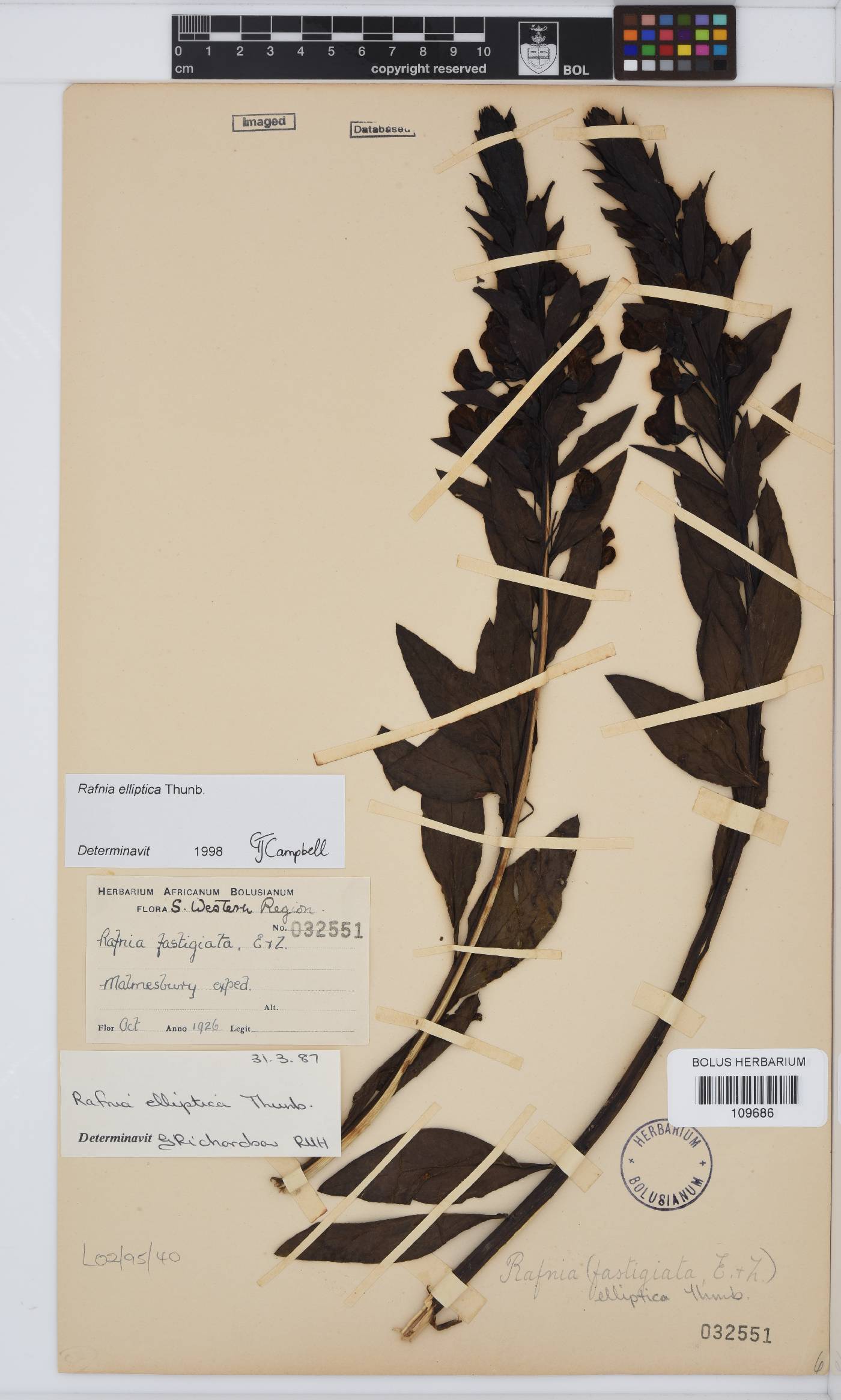 Rafnia elliptica image