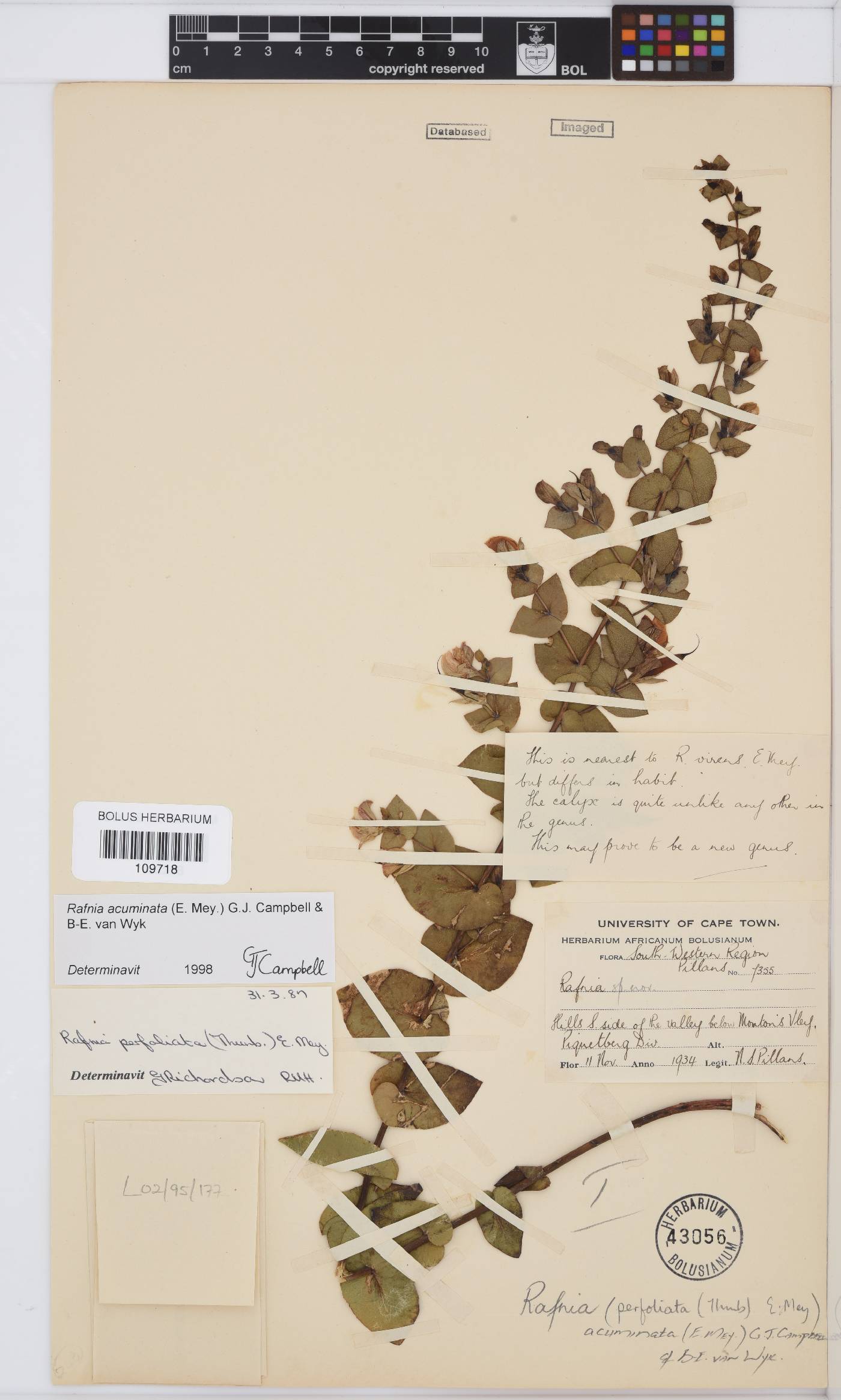 Rafnia acuminata image