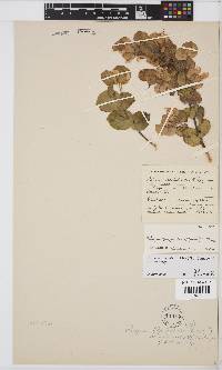 Rafnia acuminata image