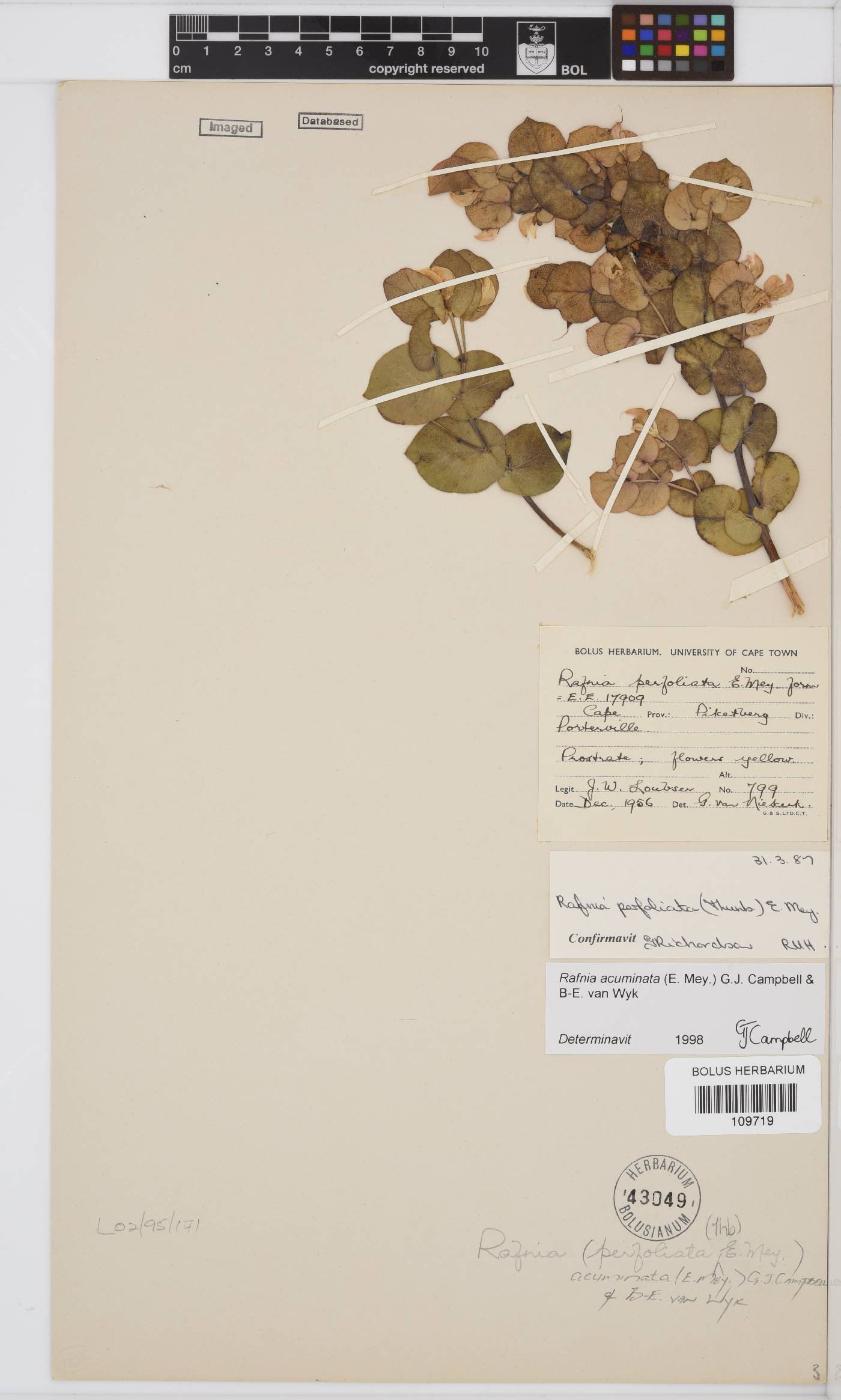 Rafnia acuminata image