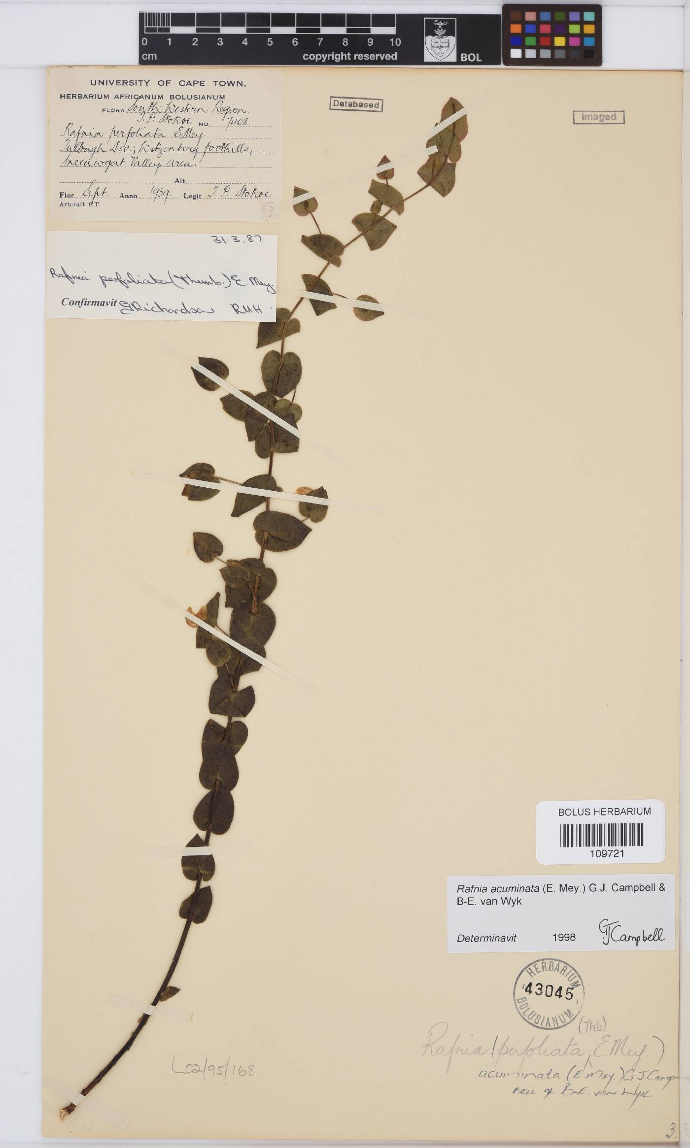 Rafnia acuminata image