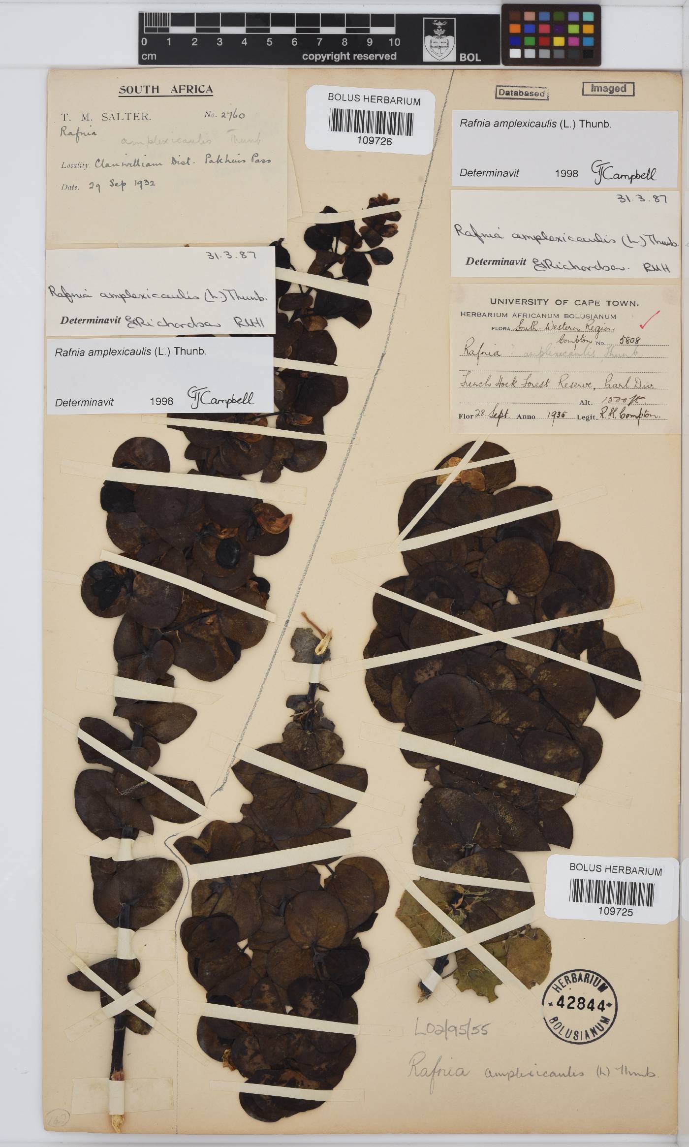 Rafnia amplexicaulis image