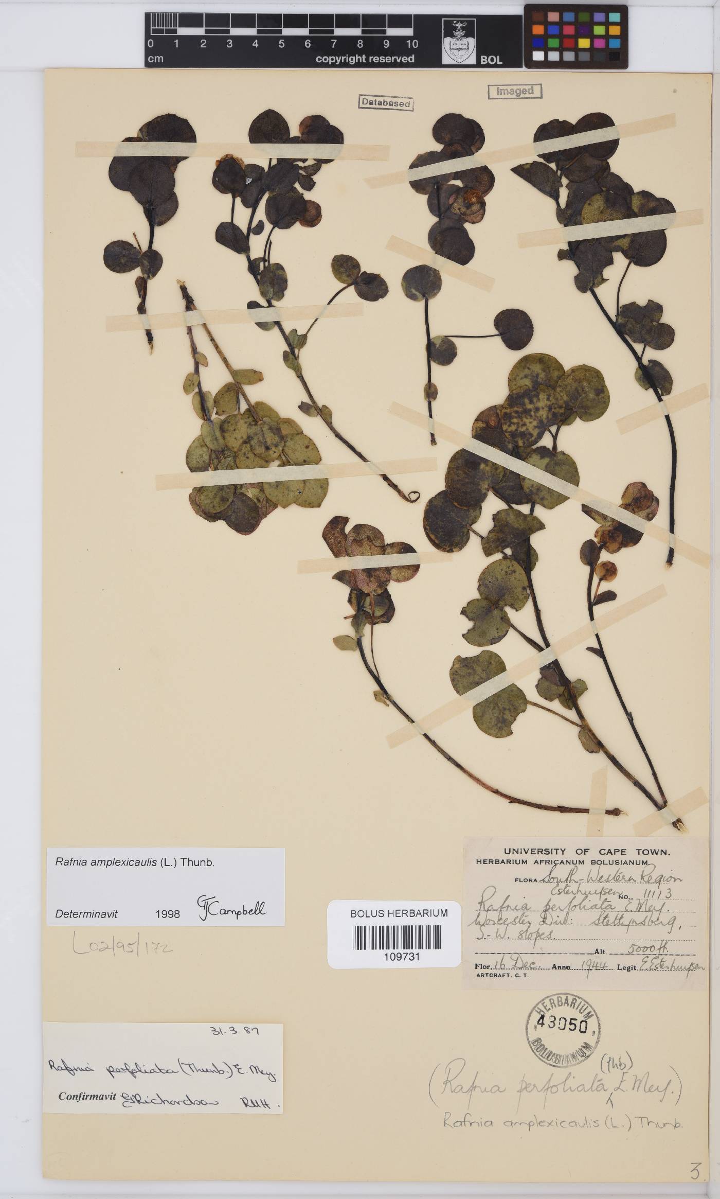Rafnia amplexicaulis image