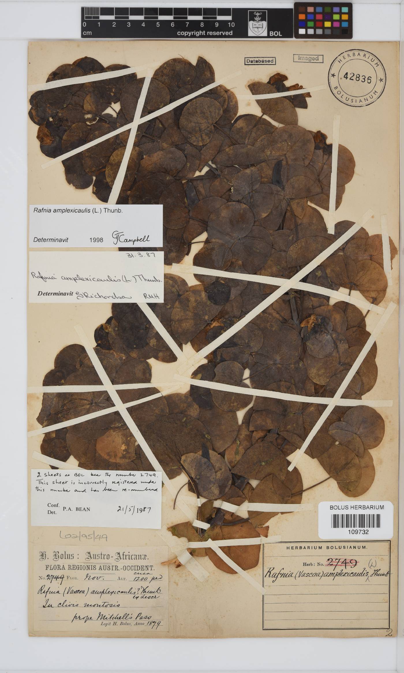 Rafnia amplexicaulis image