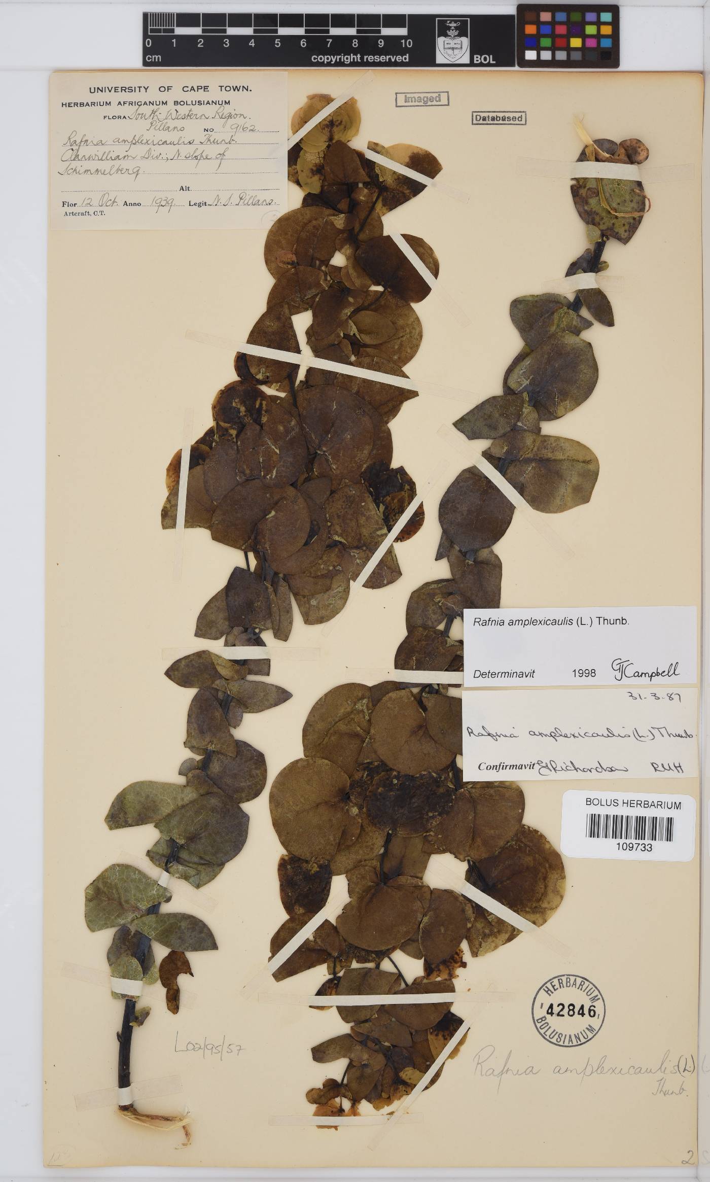 Rafnia amplexicaulis image