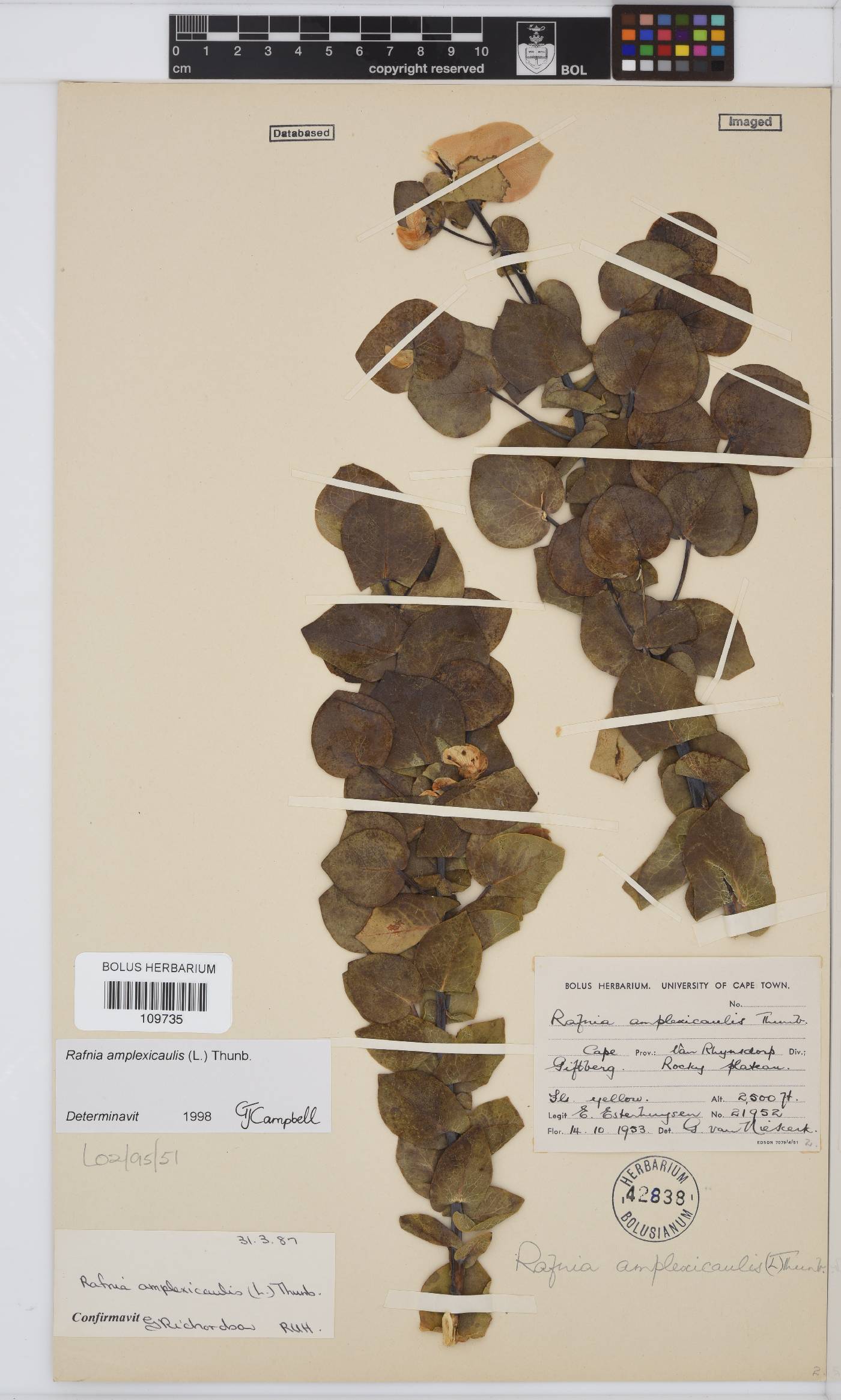 Rafnia amplexicaulis image