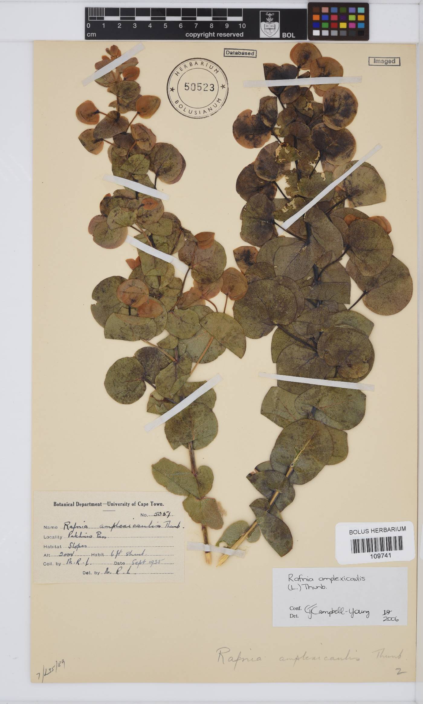 Rafnia amplexicaulis image