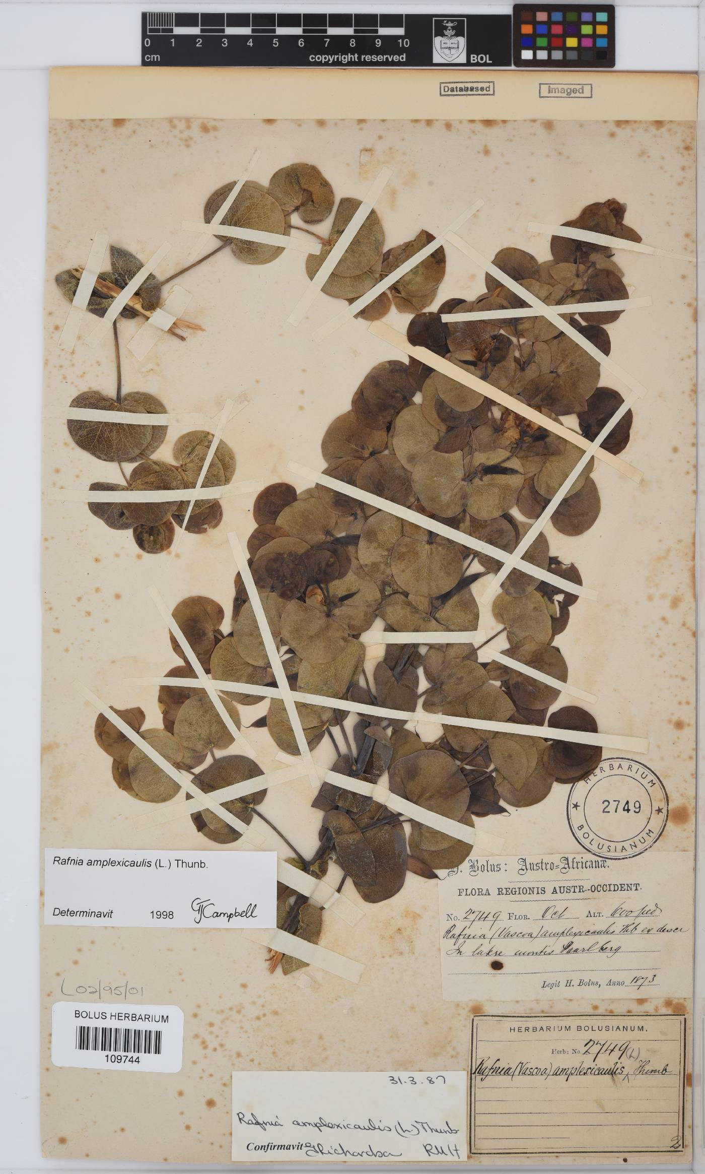 Rafnia amplexicaulis image