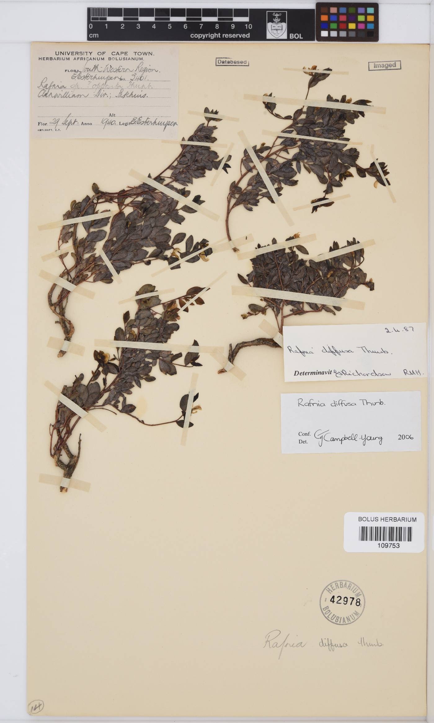 Rafnia diffusa image