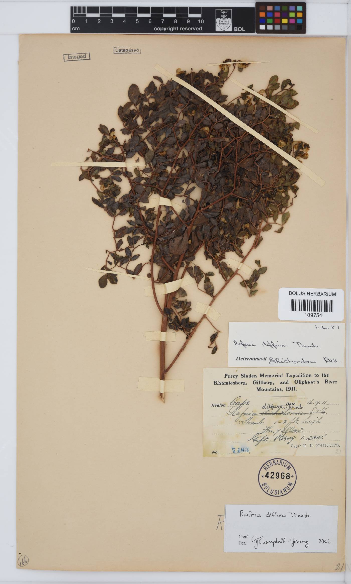 Rafnia diffusa image