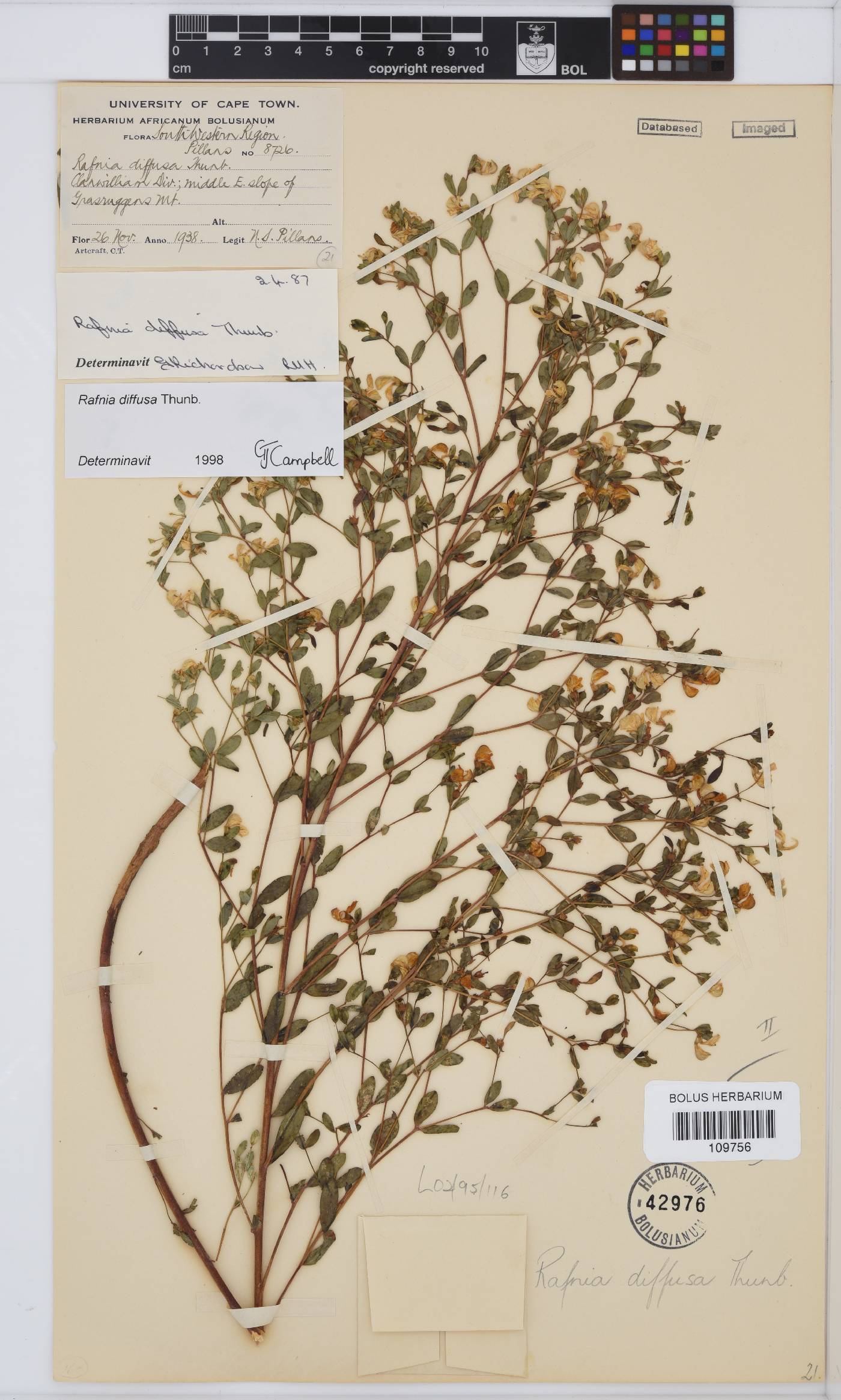Rafnia diffusa image