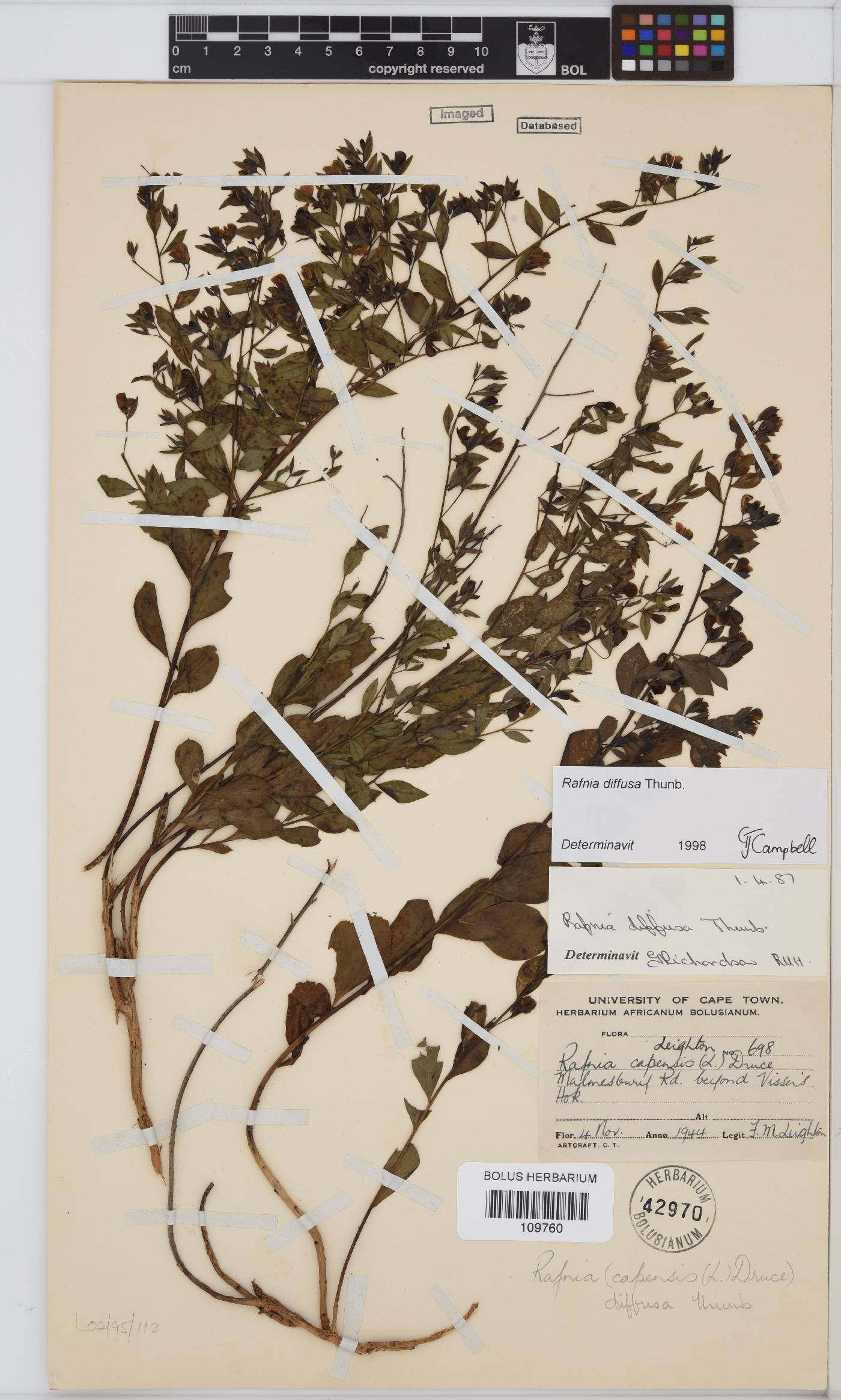 Rafnia diffusa image