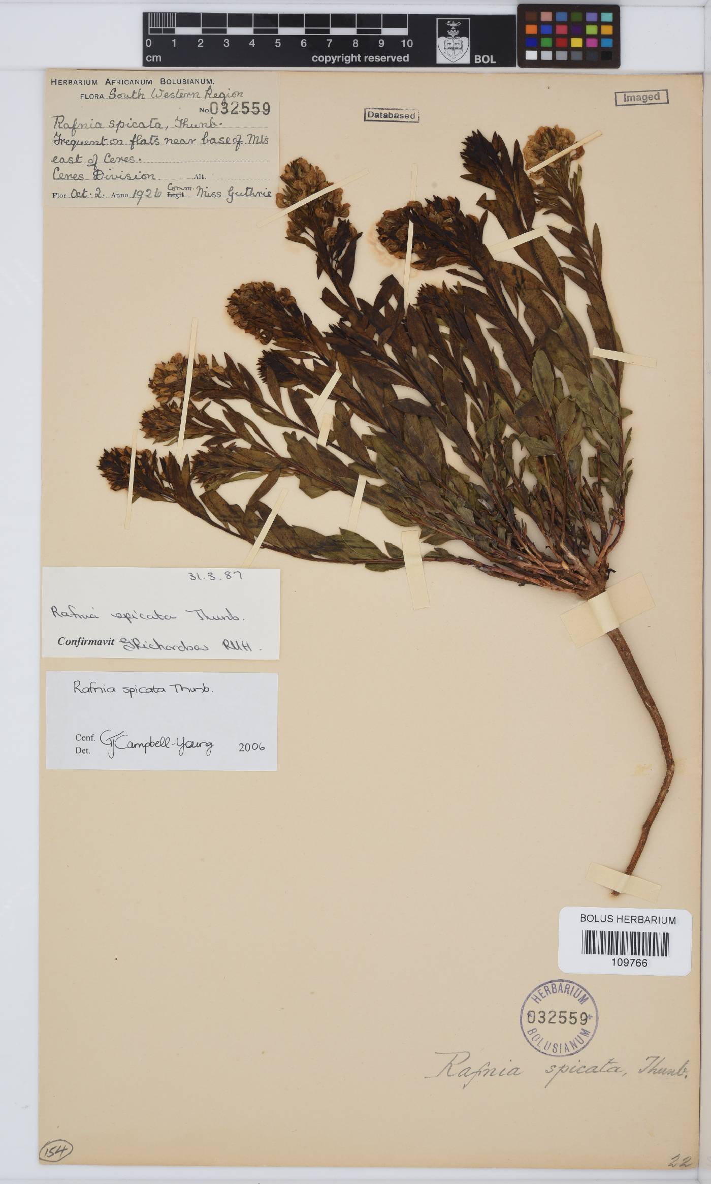 Rafnia spicata image