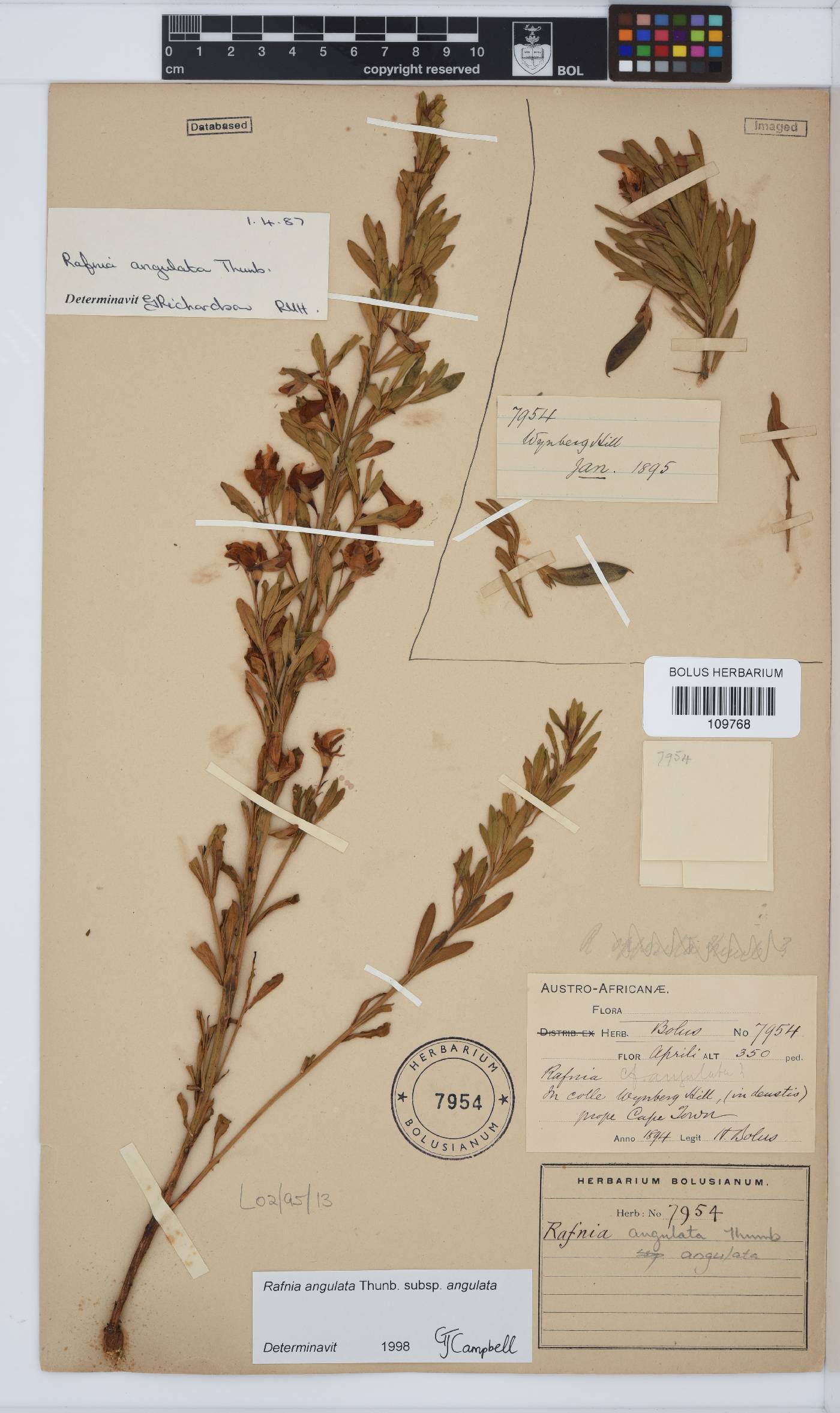 Rafnia angulata subsp. angulata image