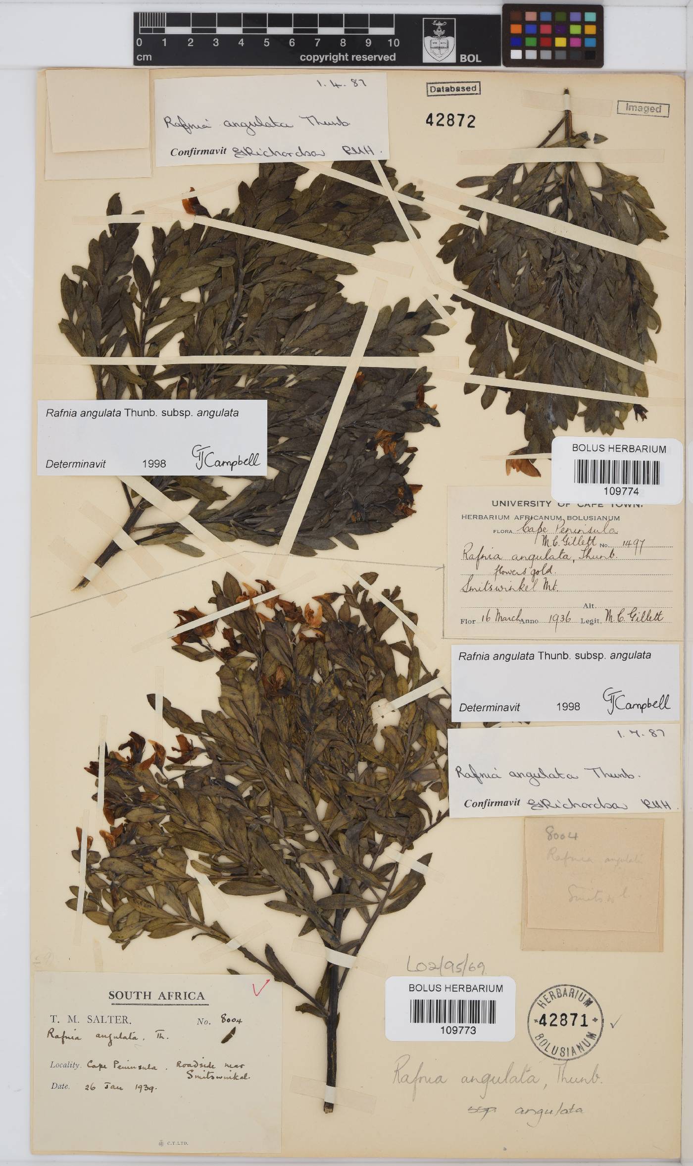 Rafnia angulata subsp. angulata image
