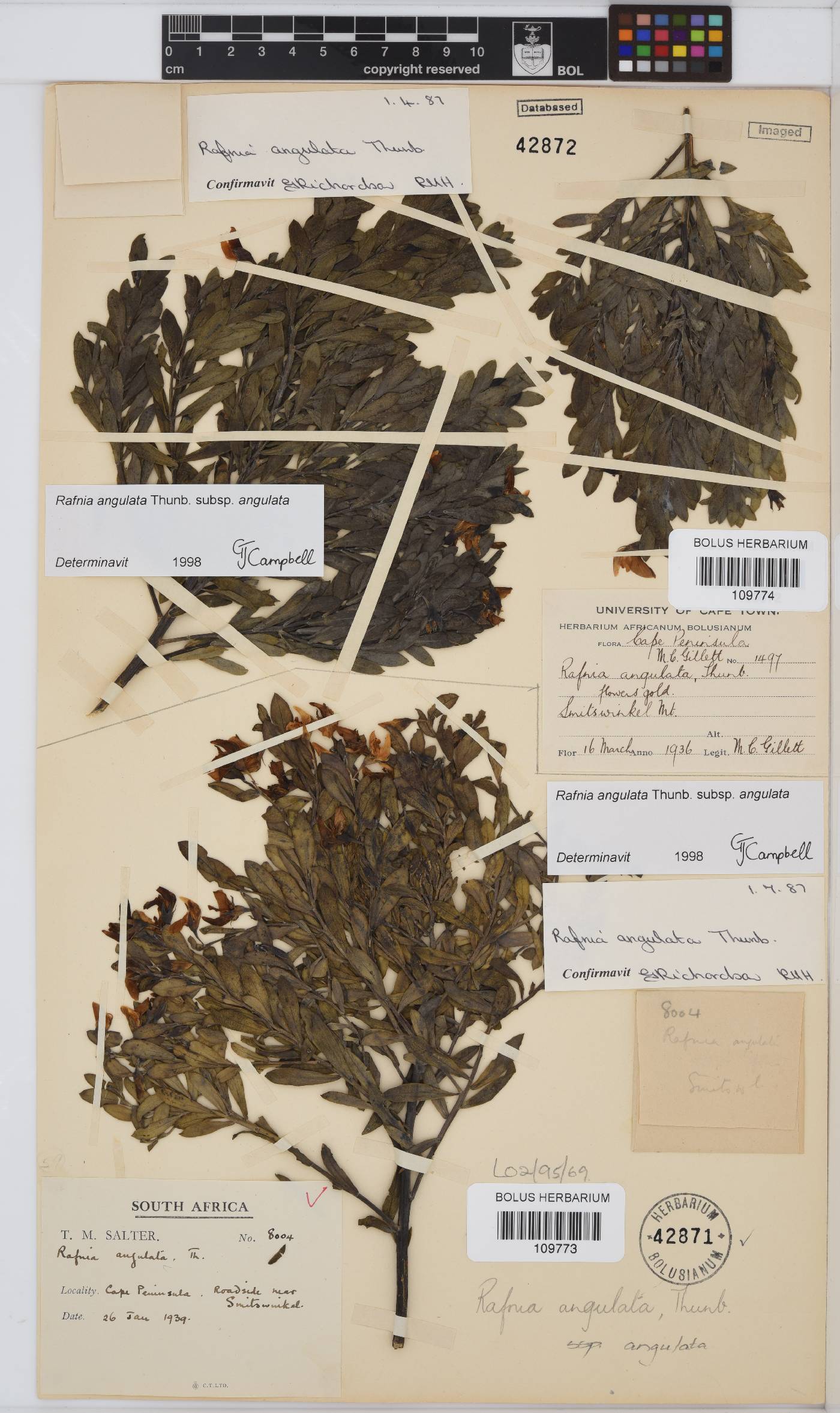 Rafnia angulata image