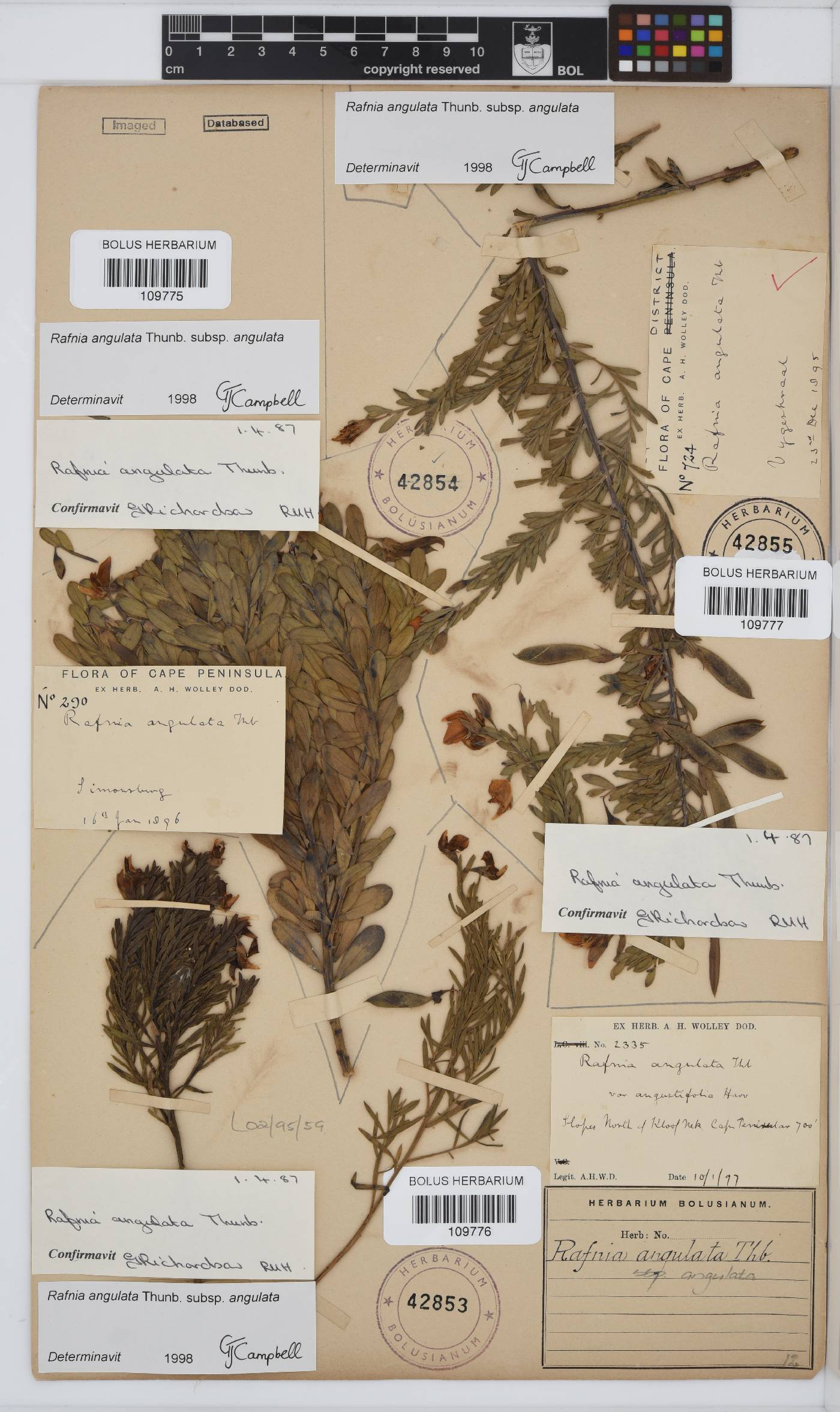 Rafnia angulata subsp. angulata image