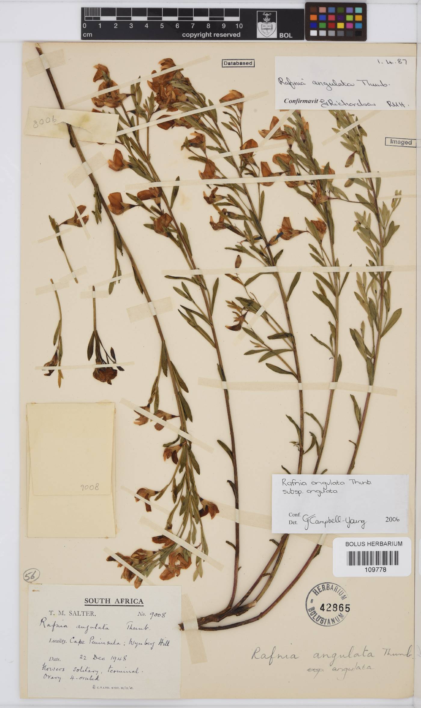 Rafnia angulata subsp. angulata image