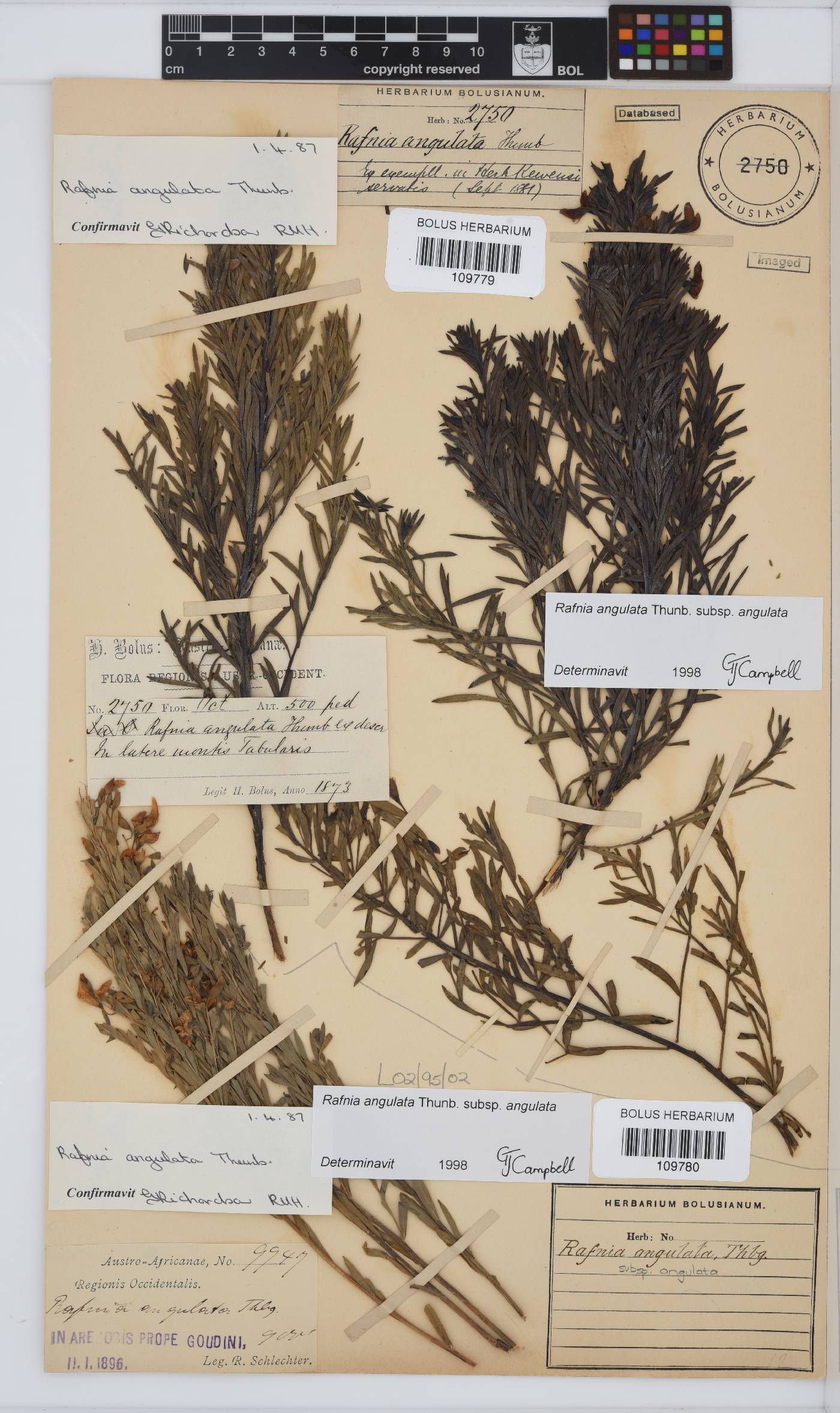 Rafnia angulata image