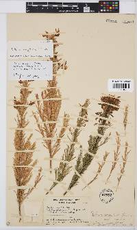 Rafnia angulata subsp. thunbergii image