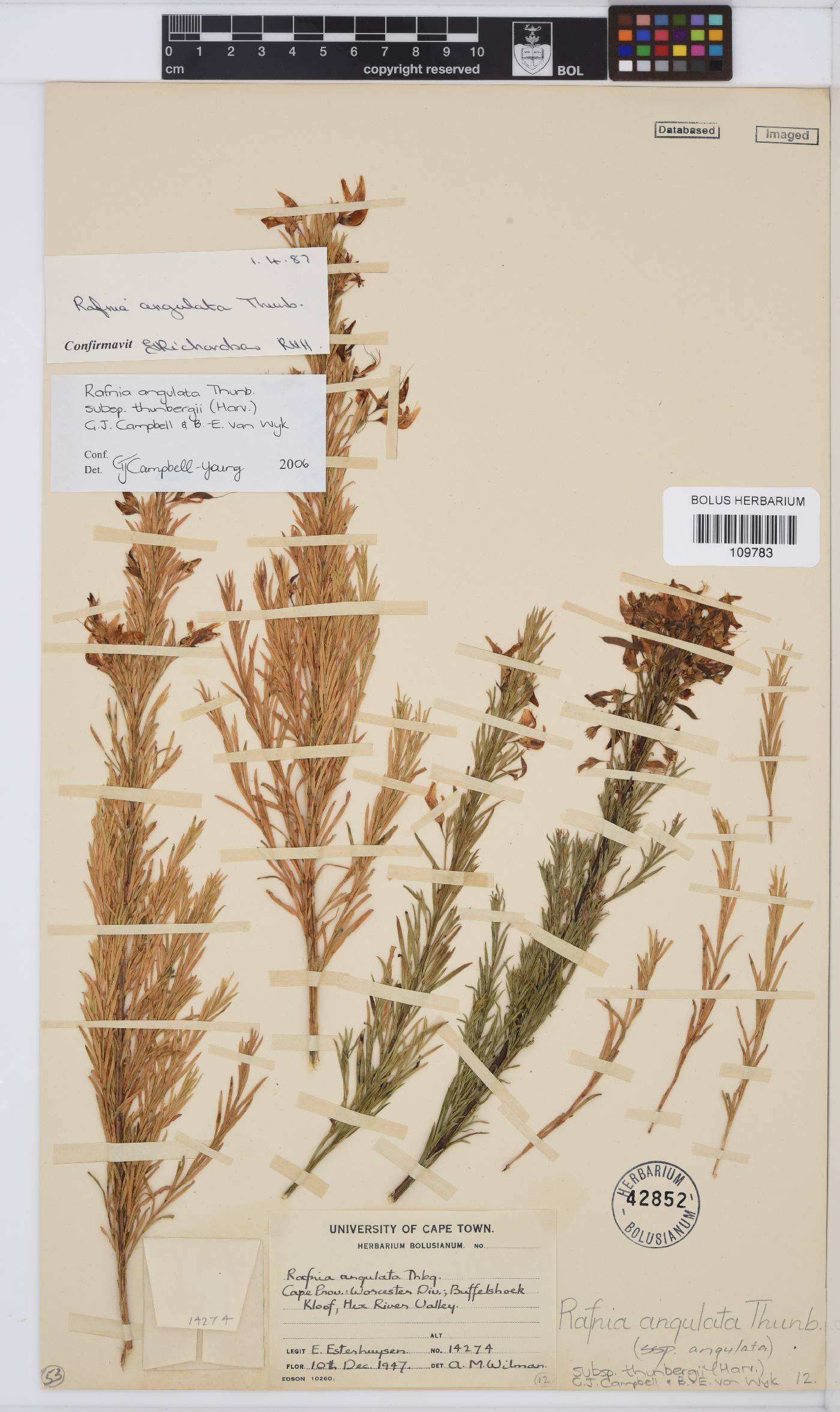 Rafnia angulata subsp. thunbergii image