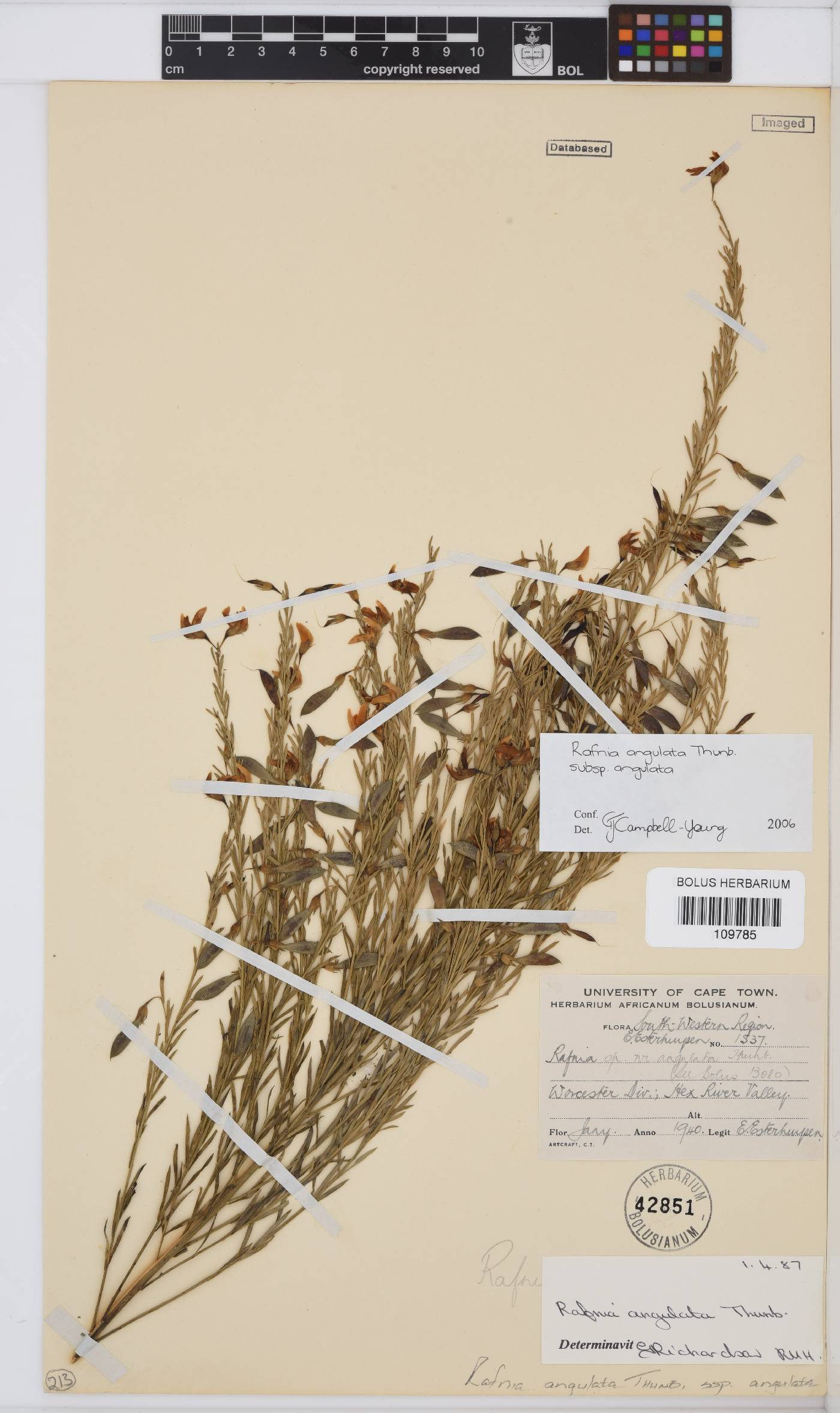 Rafnia angulata image