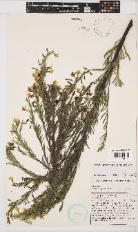 Rafnia angulata subsp. angulata image