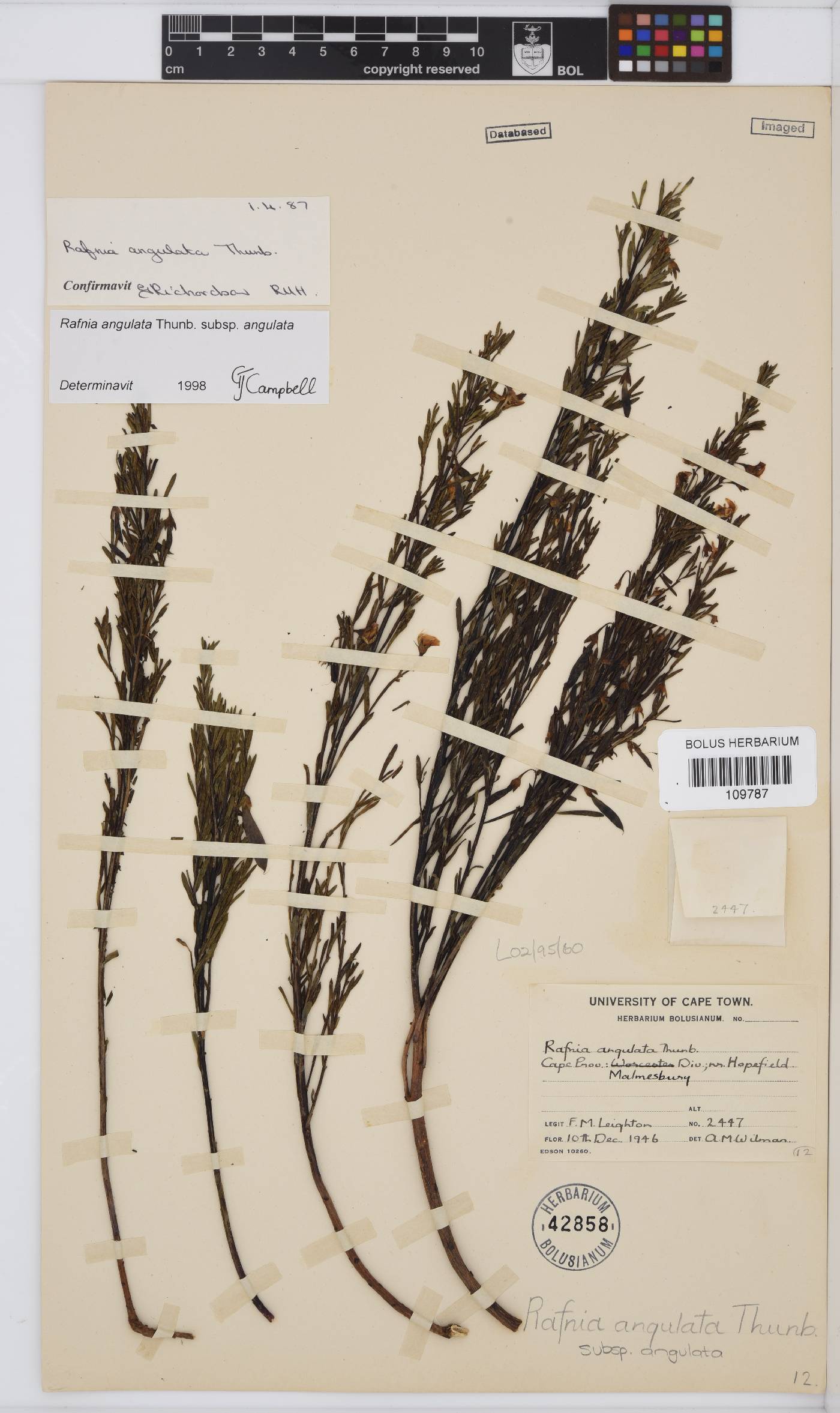 Rafnia angulata image