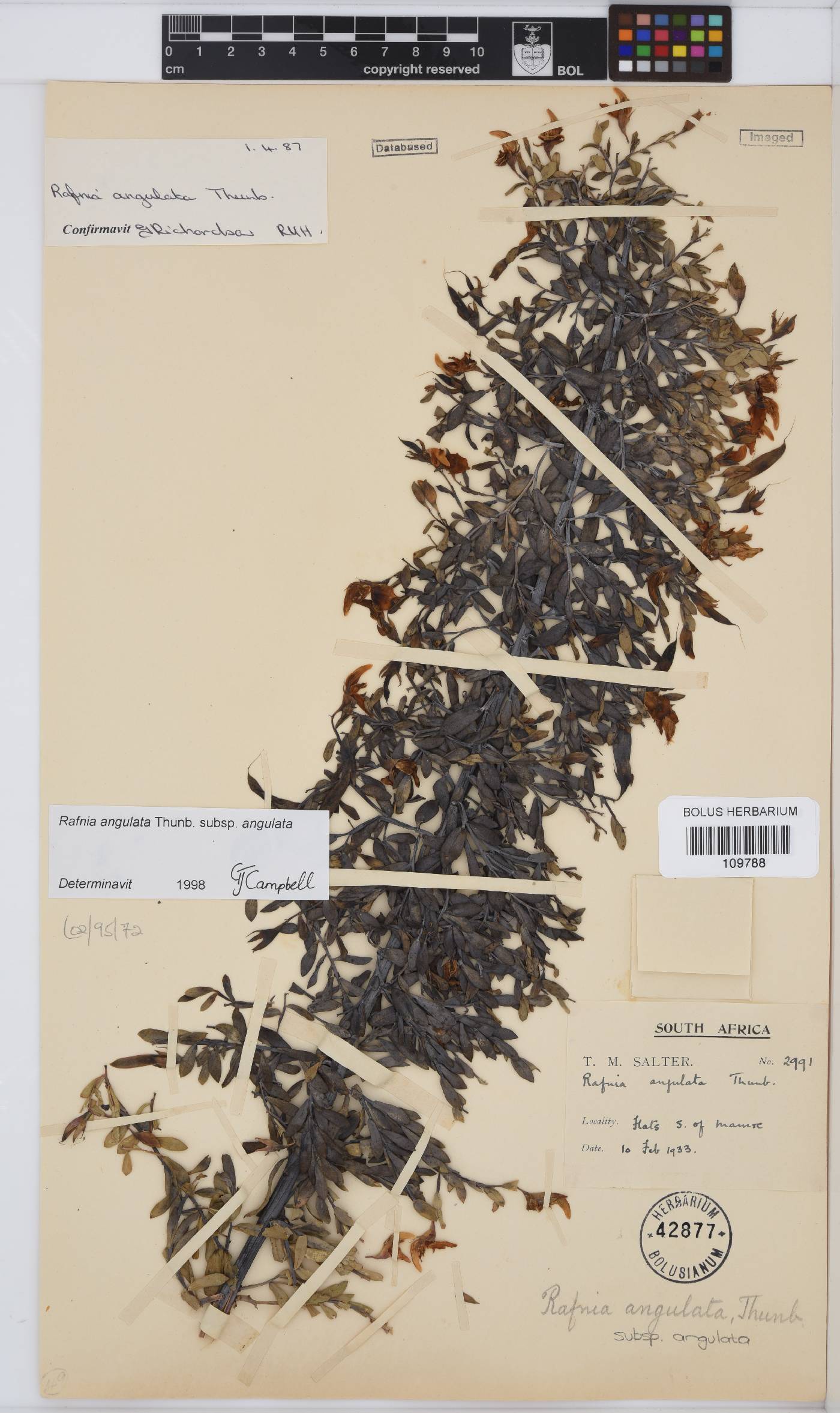 Rafnia angulata image