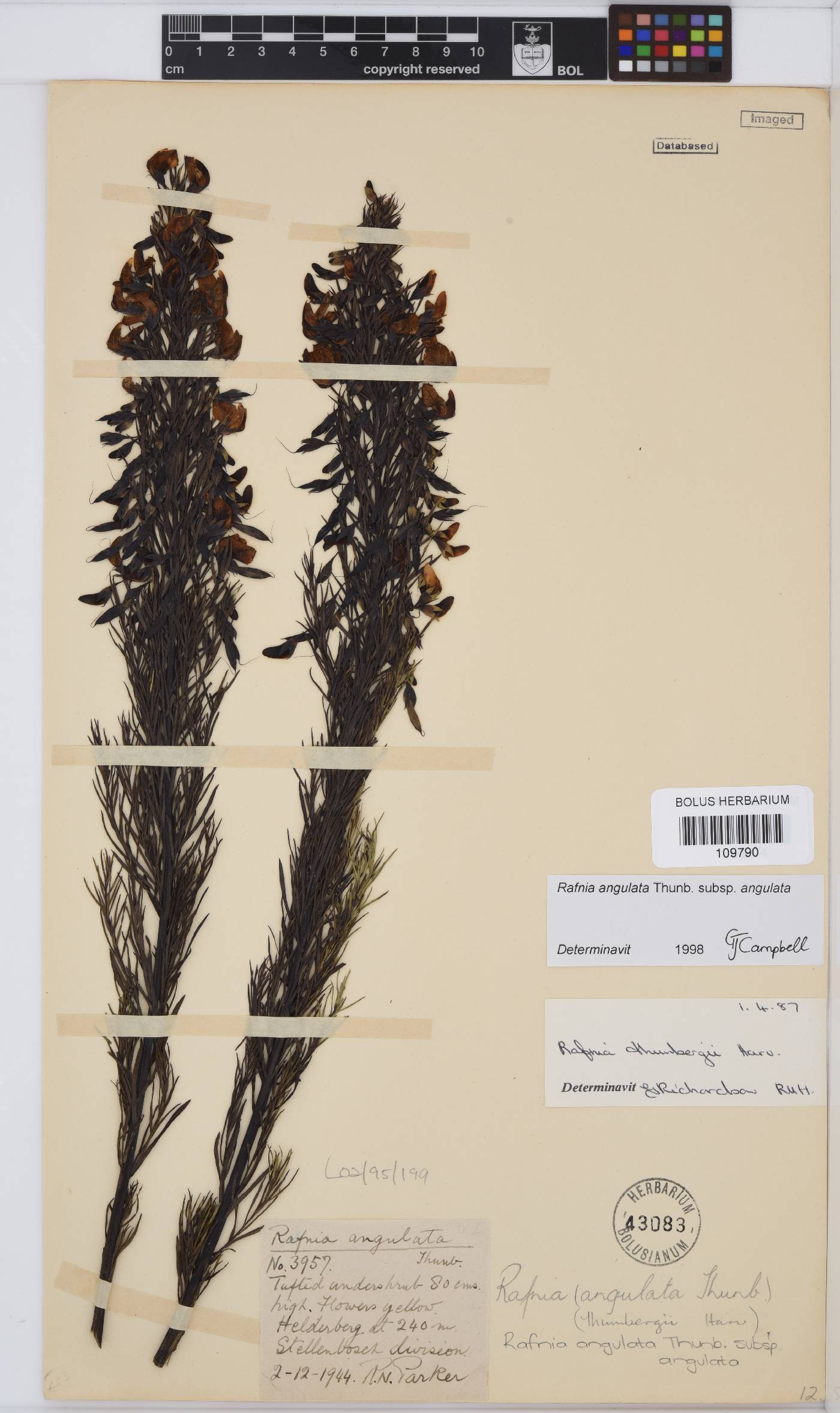 Rafnia angulata image