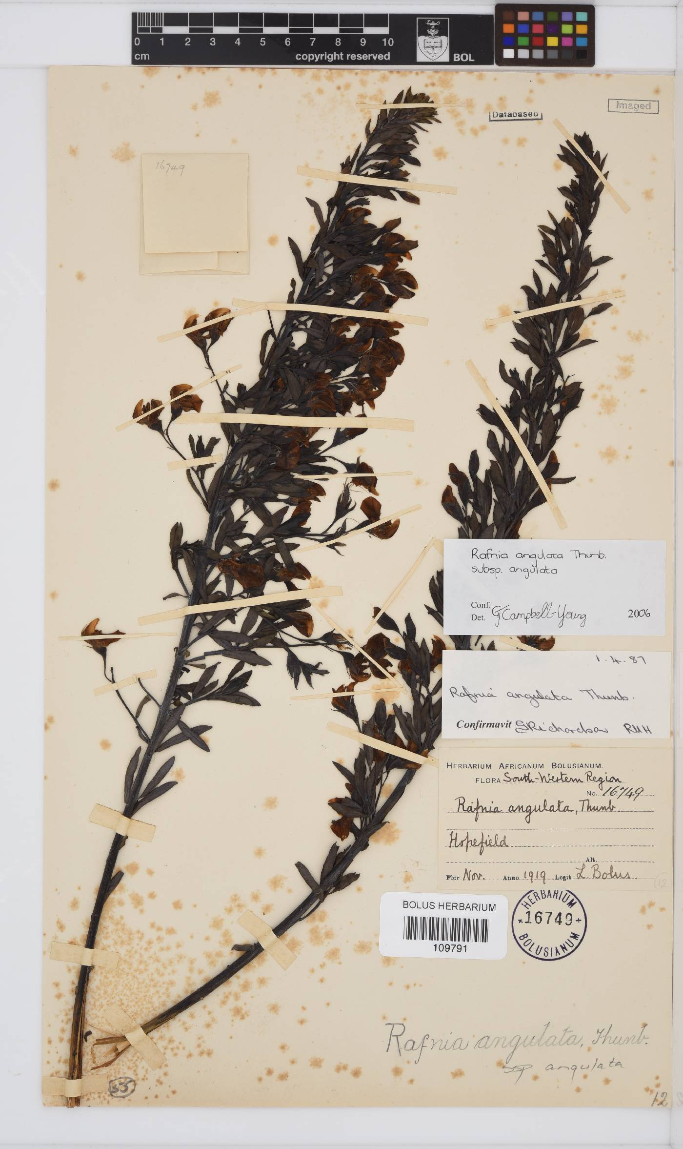 Rafnia angulata image