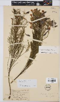 Rafnia angulata image