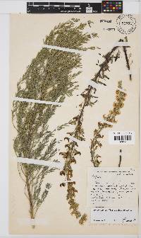 Rafnia angulata image
