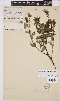 Rafnia angulata subsp. angulata image