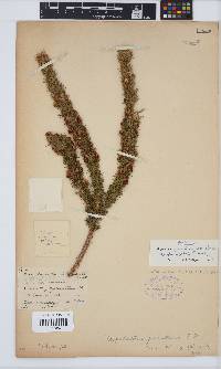 Aspalathus shawii subsp. glabripetala image