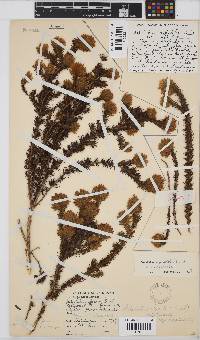 Aspalathus cephalotes image