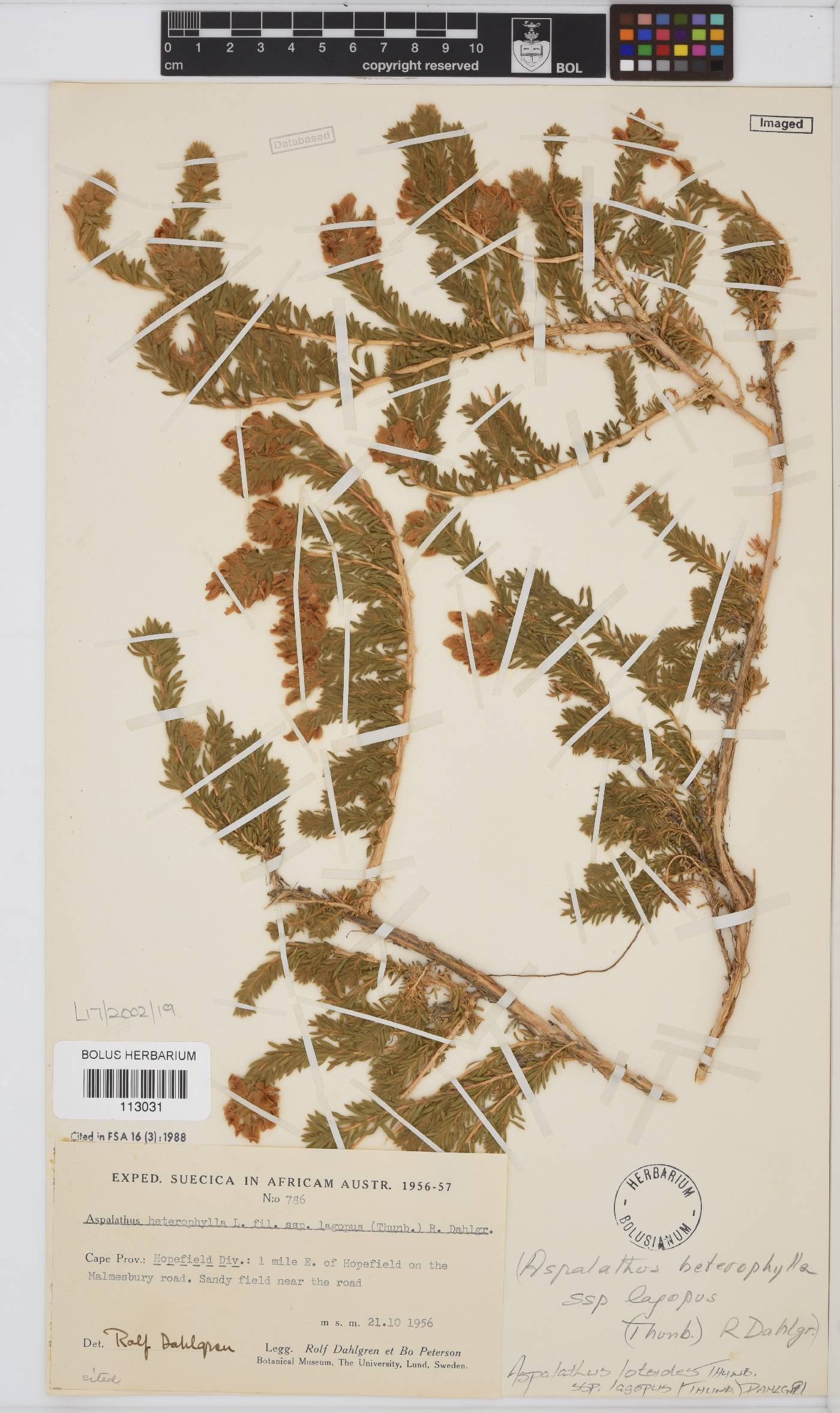 Aspalathus lotoides subsp. lagopus image