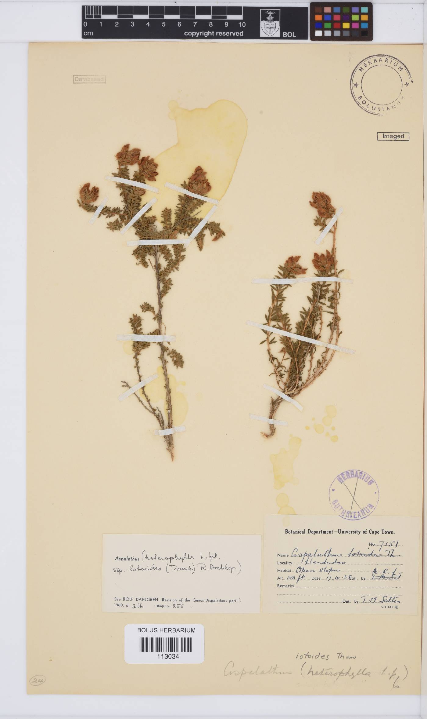 Aspalathus lotoides subsp. lotoides image