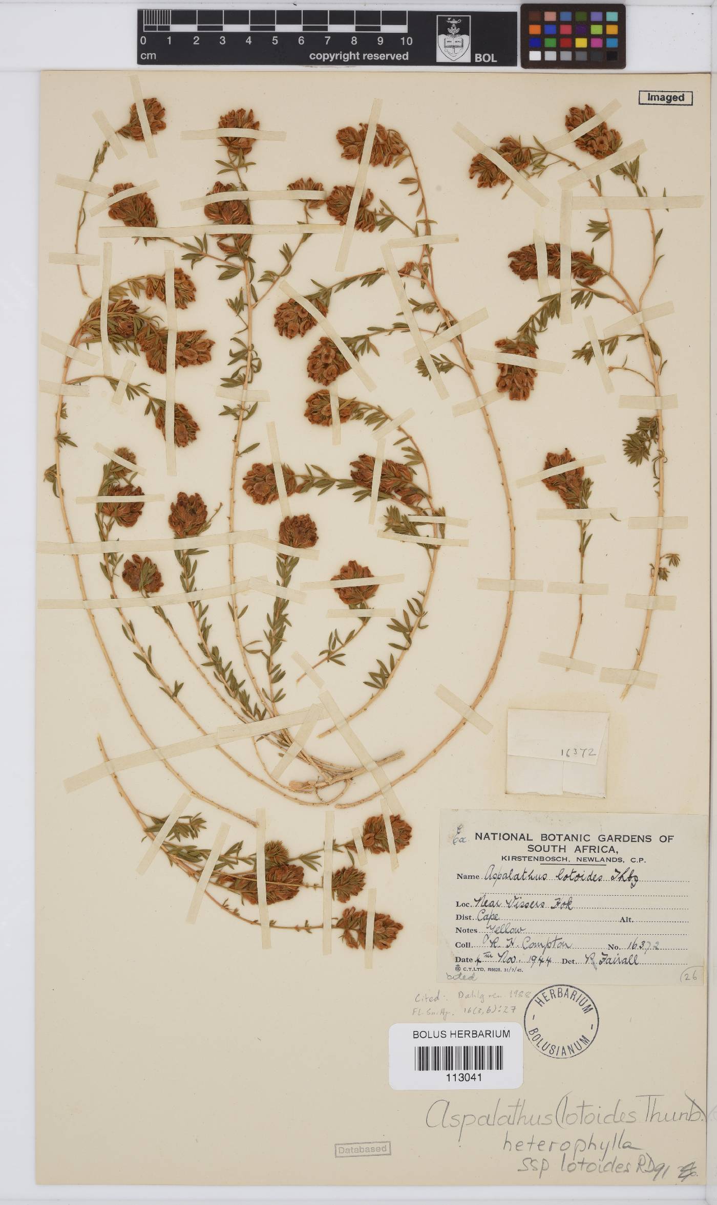 Aspalathus lotoides subsp. lotoides image