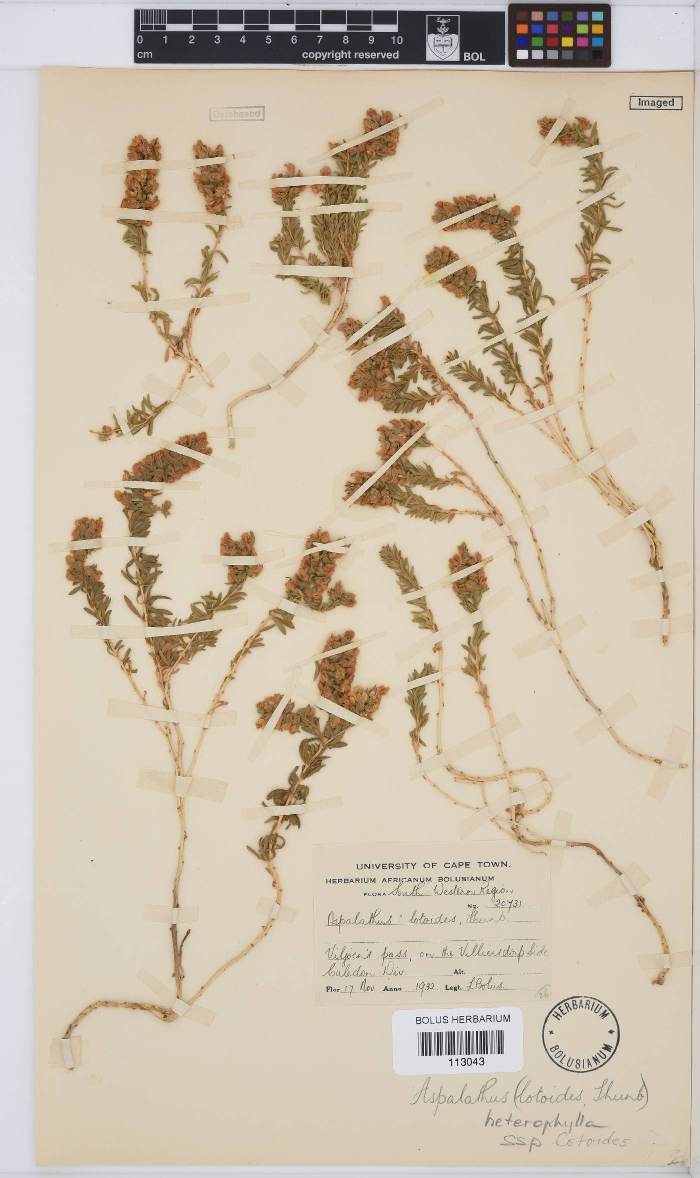 Aspalathus lotoides subsp. lotoides image
