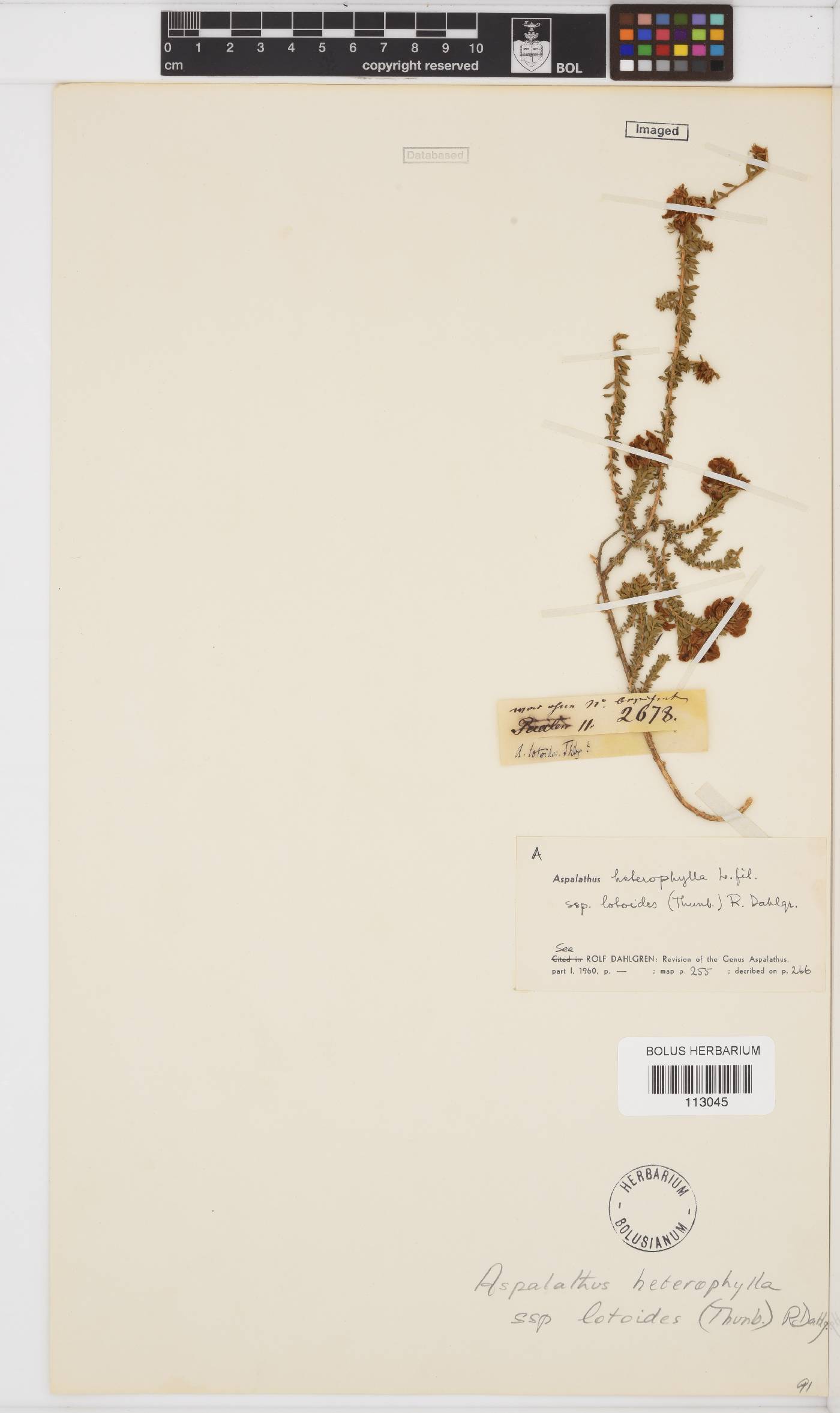 Aspalathus lotoides subsp. lotoides image