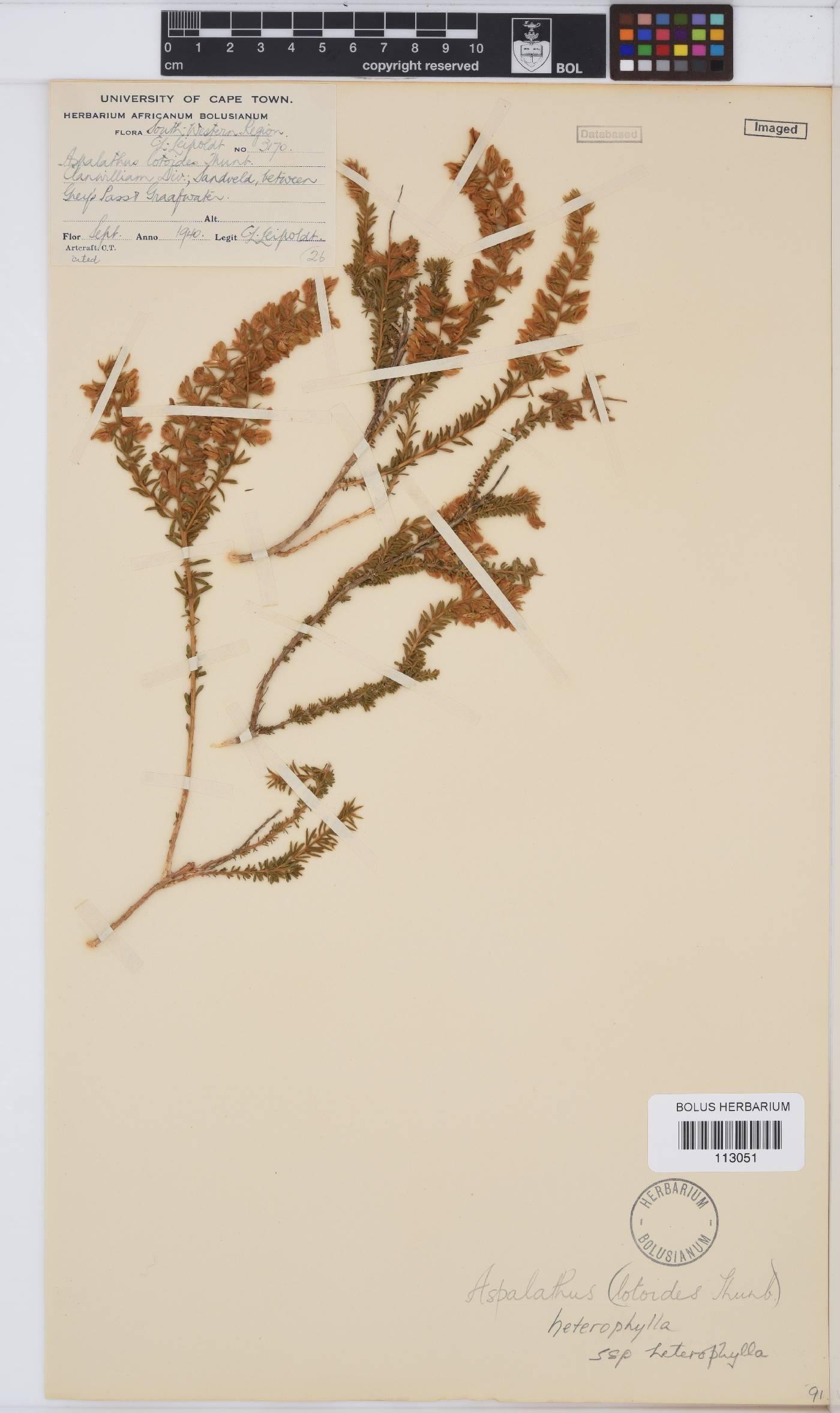 Aspalathus heterophylla image
