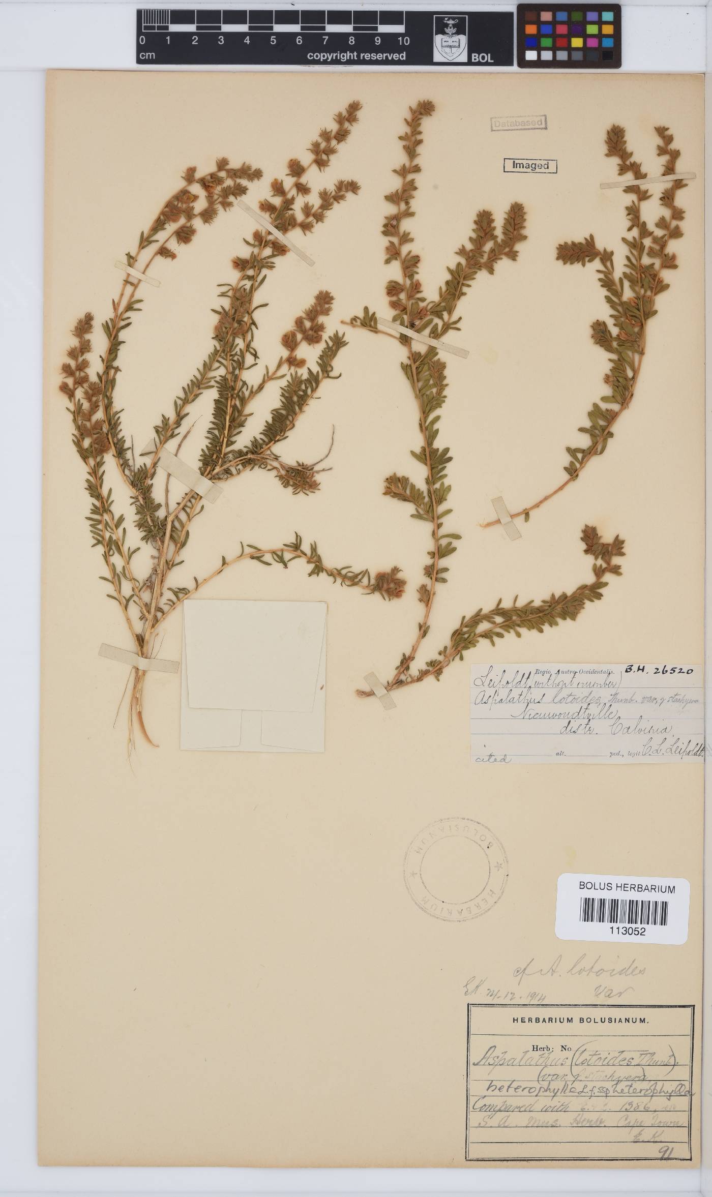 Aspalathus heterophylla image